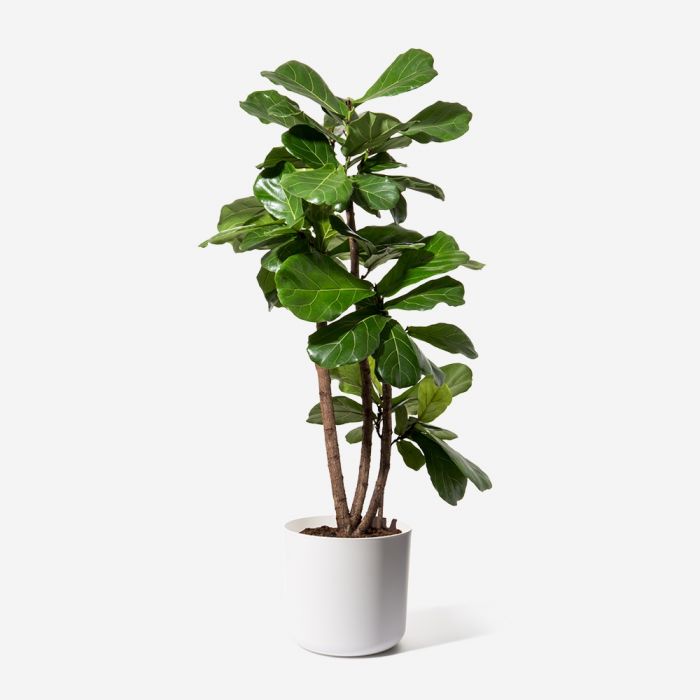 Fiddle Leaf Fig (Ficus lyrata) - Pots For Plants