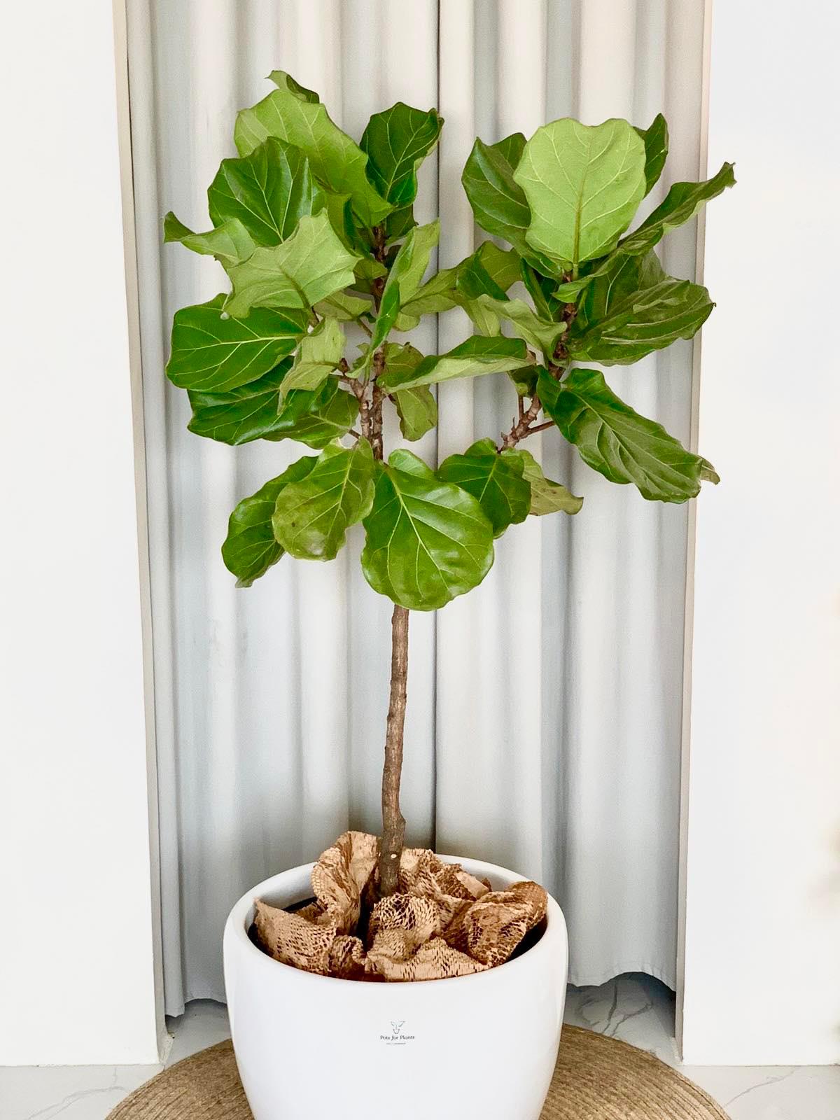 Fiddle Leaf Fig Tree (Ficus lyrata) - Pots For Plants