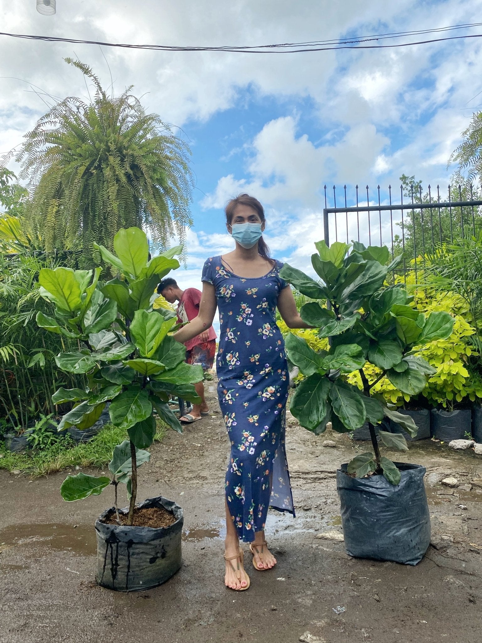 fiddle leaf fig tree for sale philippines Fiddle Leaf Fig Tree (Ficus lyrata) – Pots For Plants