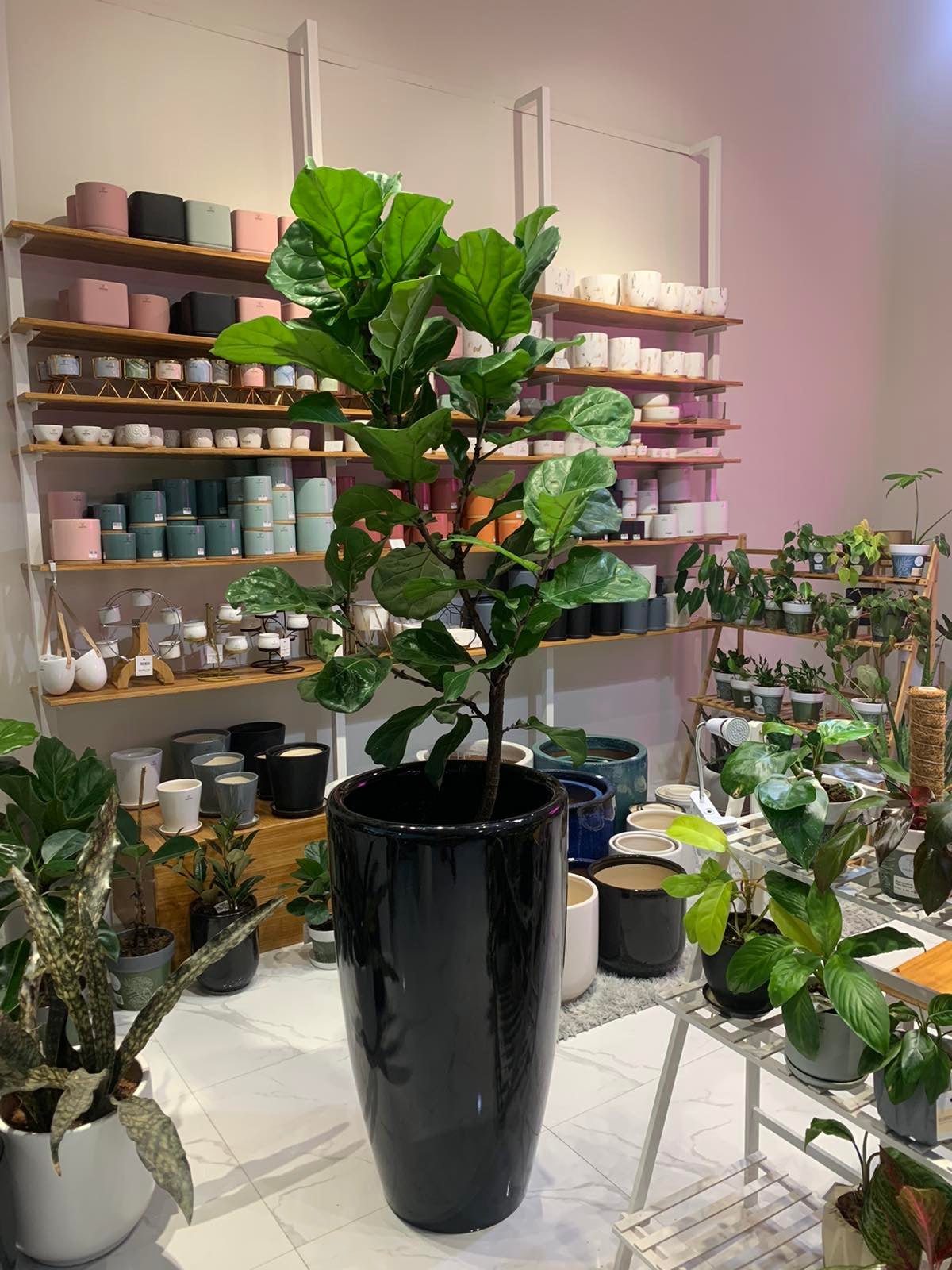 Fiddle Leaf Fig Tree (Ficus lyrata) - Pots For Plants
