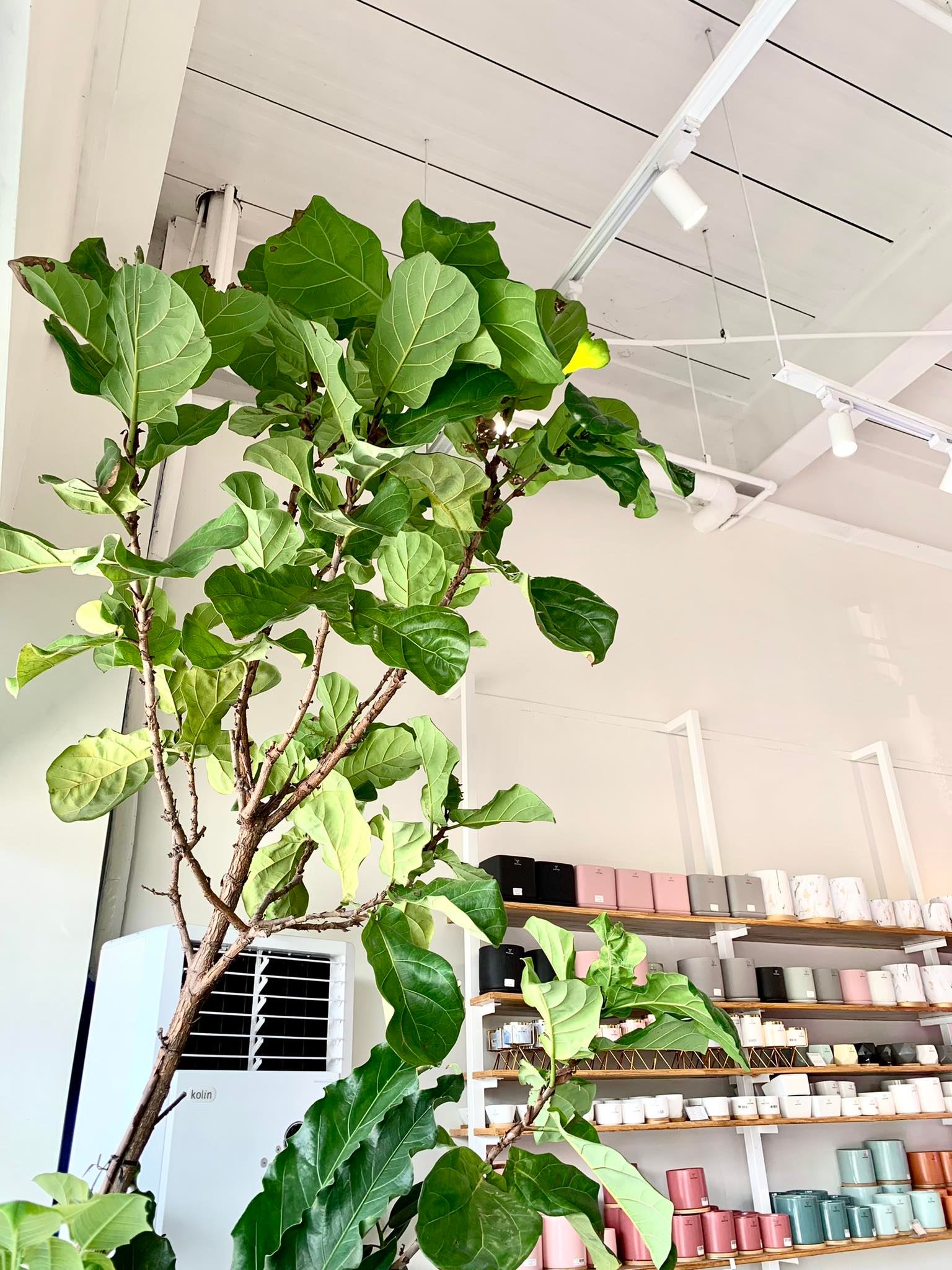fiddle leaf fig philippines Fiddle Leaf Fig Tree (Ficus lyrata) – Pots For Plants