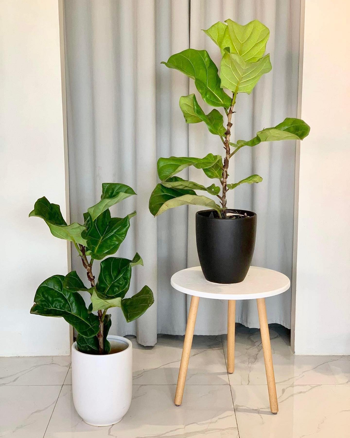 fiddle leaf fig tree philippines Fiddle Leaf Fig Tree (Ficus lyrata) – Pots For Plants
