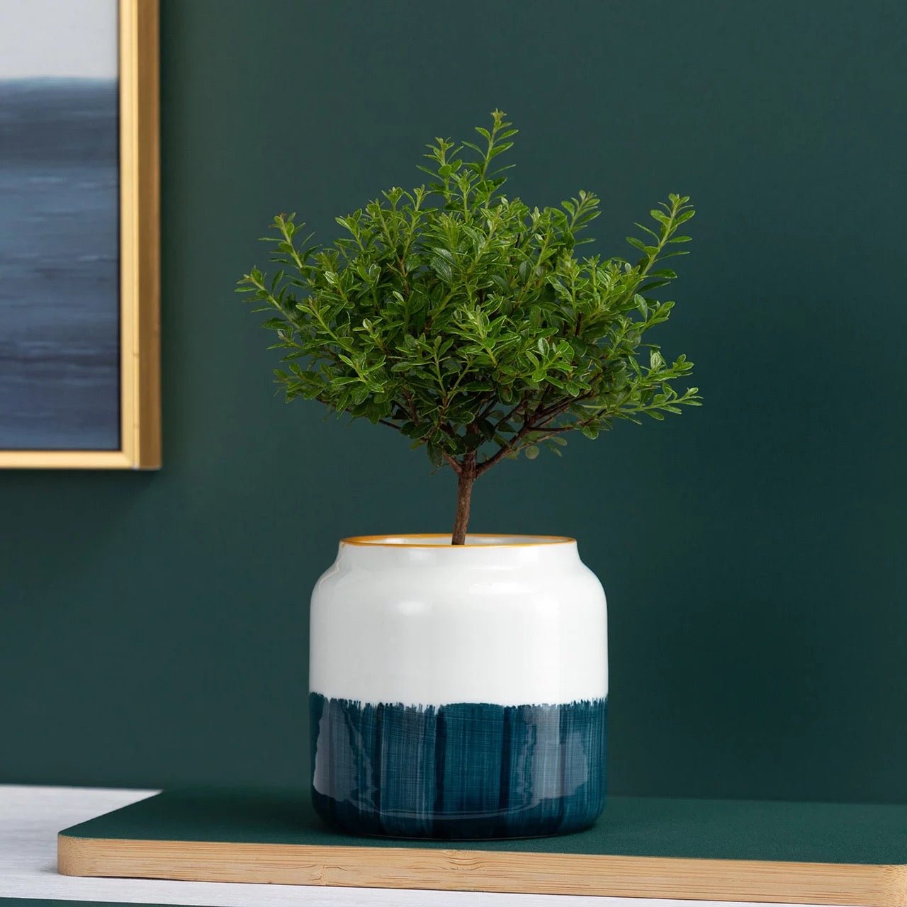 Hand Painted Succulent Ceramic Desk Pots - Pots For Plants