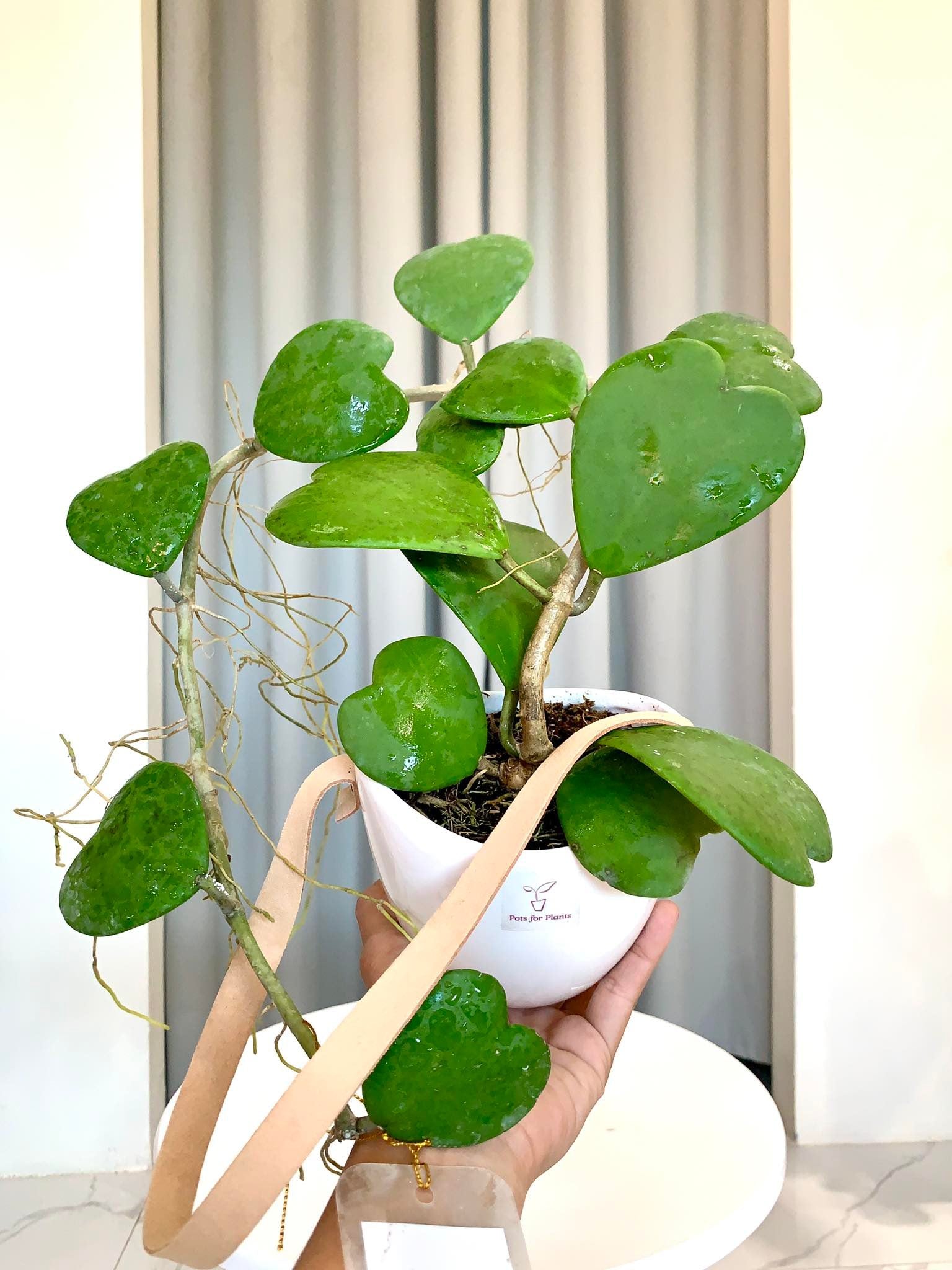 Hoya Kerrii - Pots For Plants