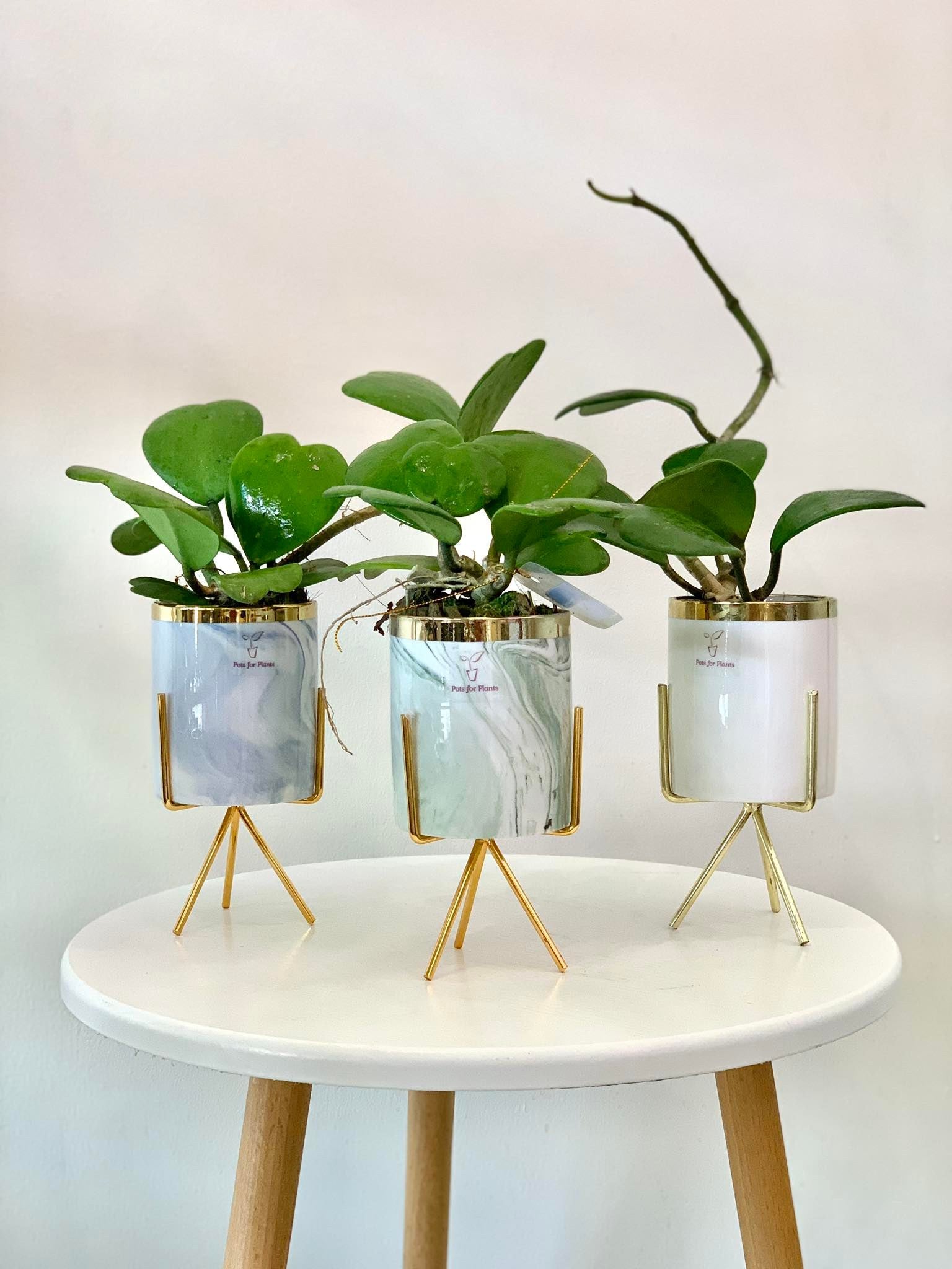 Hoya Kerrii - Pots For Plants