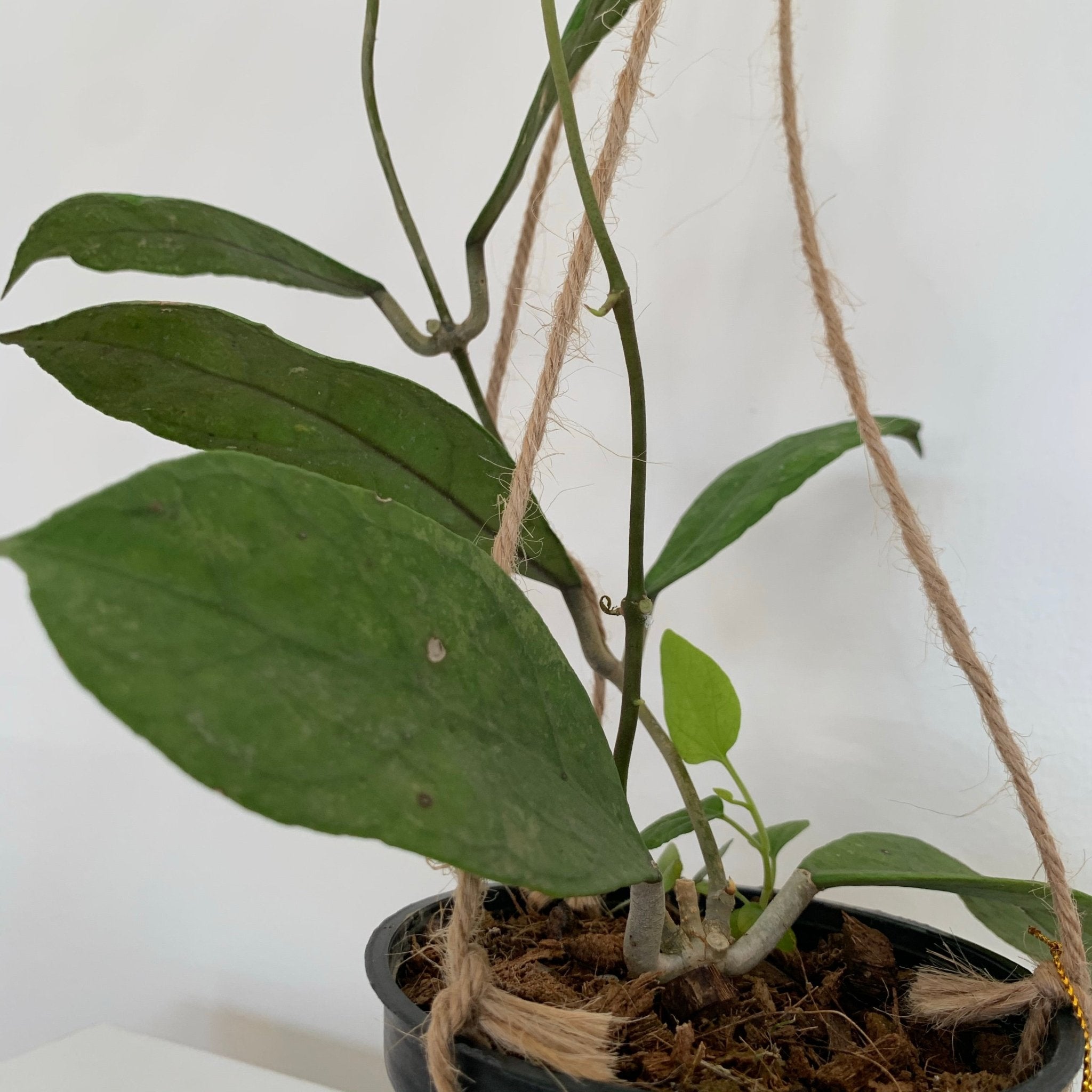 Hoya Perak - Pots For Plants