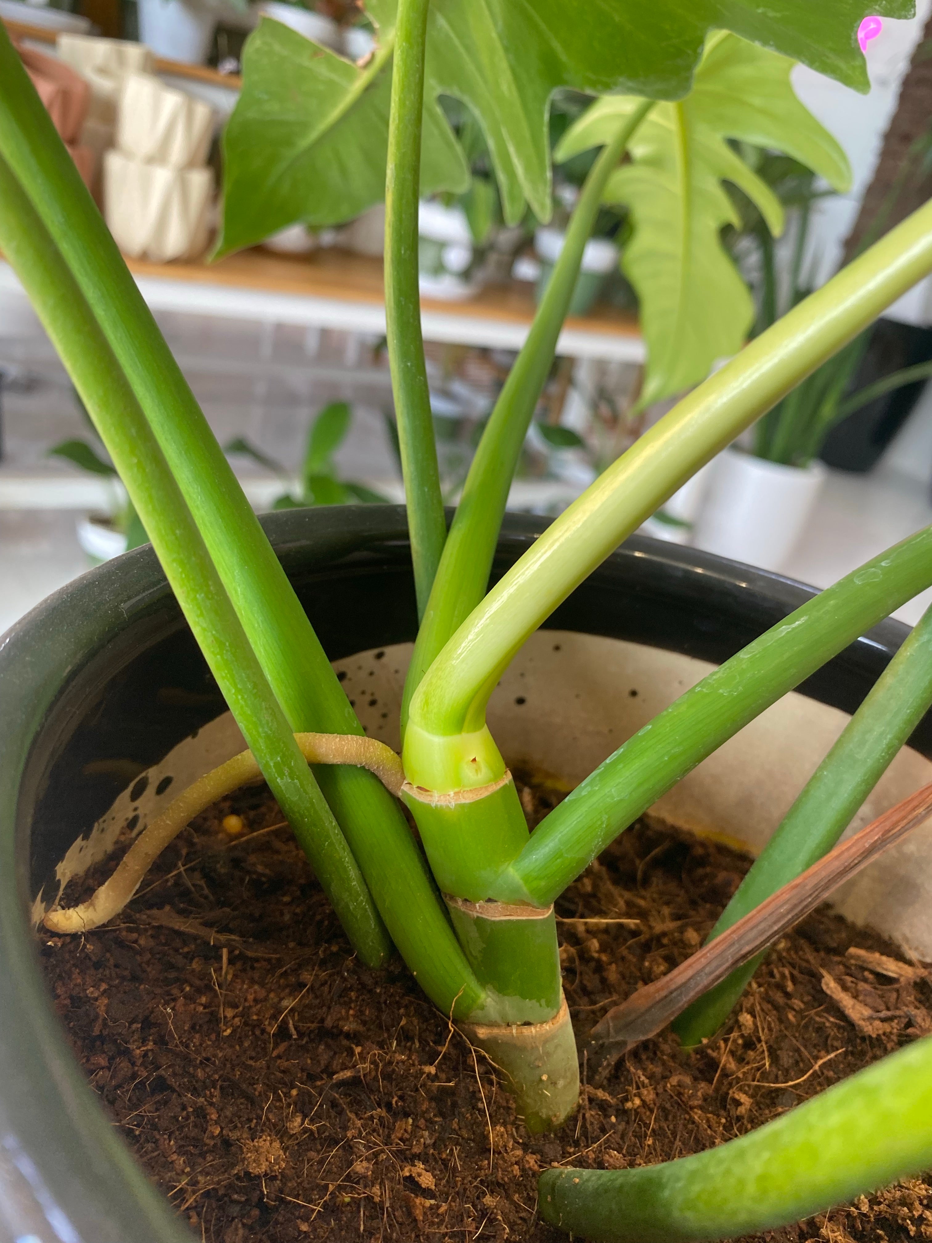 green dragon philodendron price philippines Potted Philodendron Golden Dragon – Pots For Plants