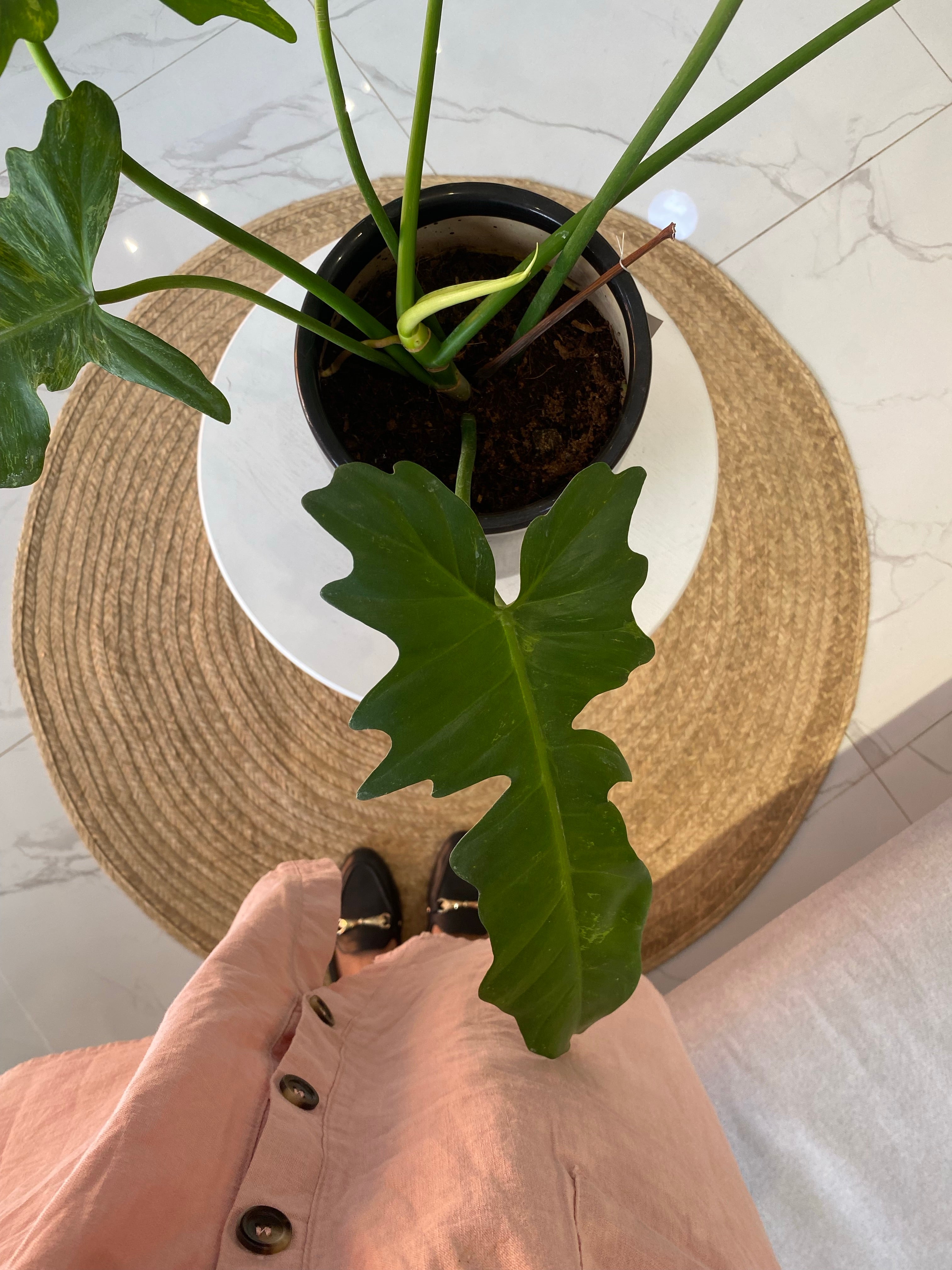 Potted Philodendron Golden Dragon - Pots For Plants
