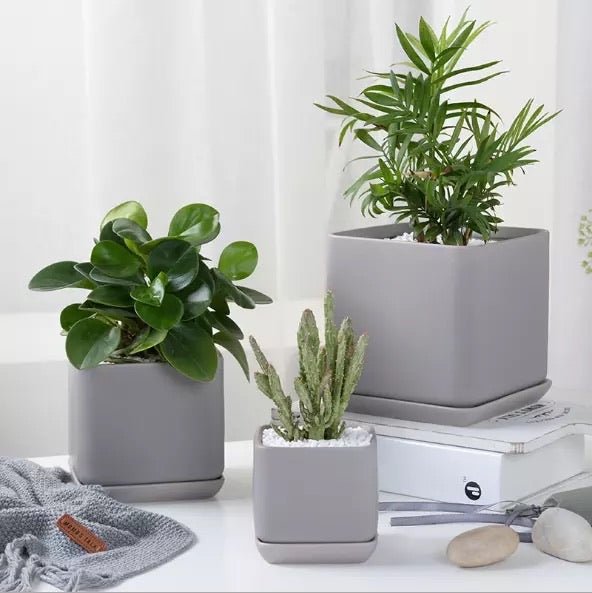 square ceramic pots for plants Matte Finish Porcelain SQUARE Ceramic Pot with Ceramic Saucer – Pots For Plants