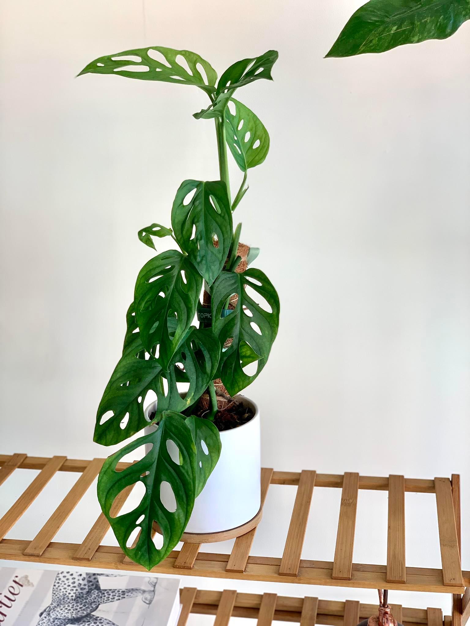 monstera plant for sale philippines Monstera adansonii (Swiss Cheese Vine) – Pots For Plants