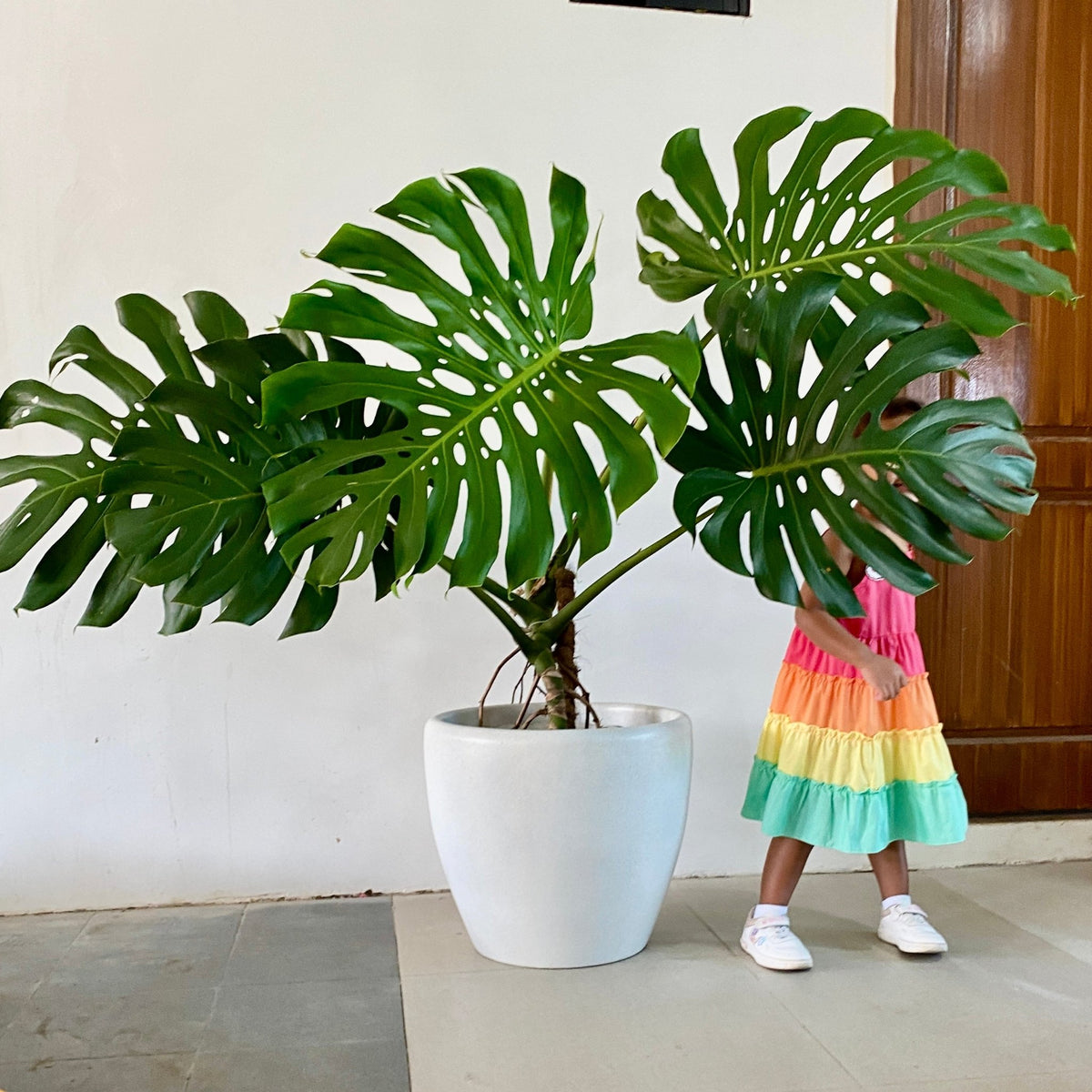 Monstera deliciosa (Planta Queso Suizo) – Pots For Plants