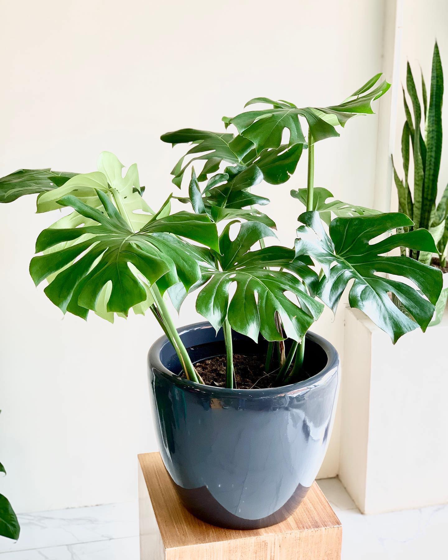 monstera plant for sale philippines Monstera deliciosa (Swiss Cheese Plant) – Pots For Plants