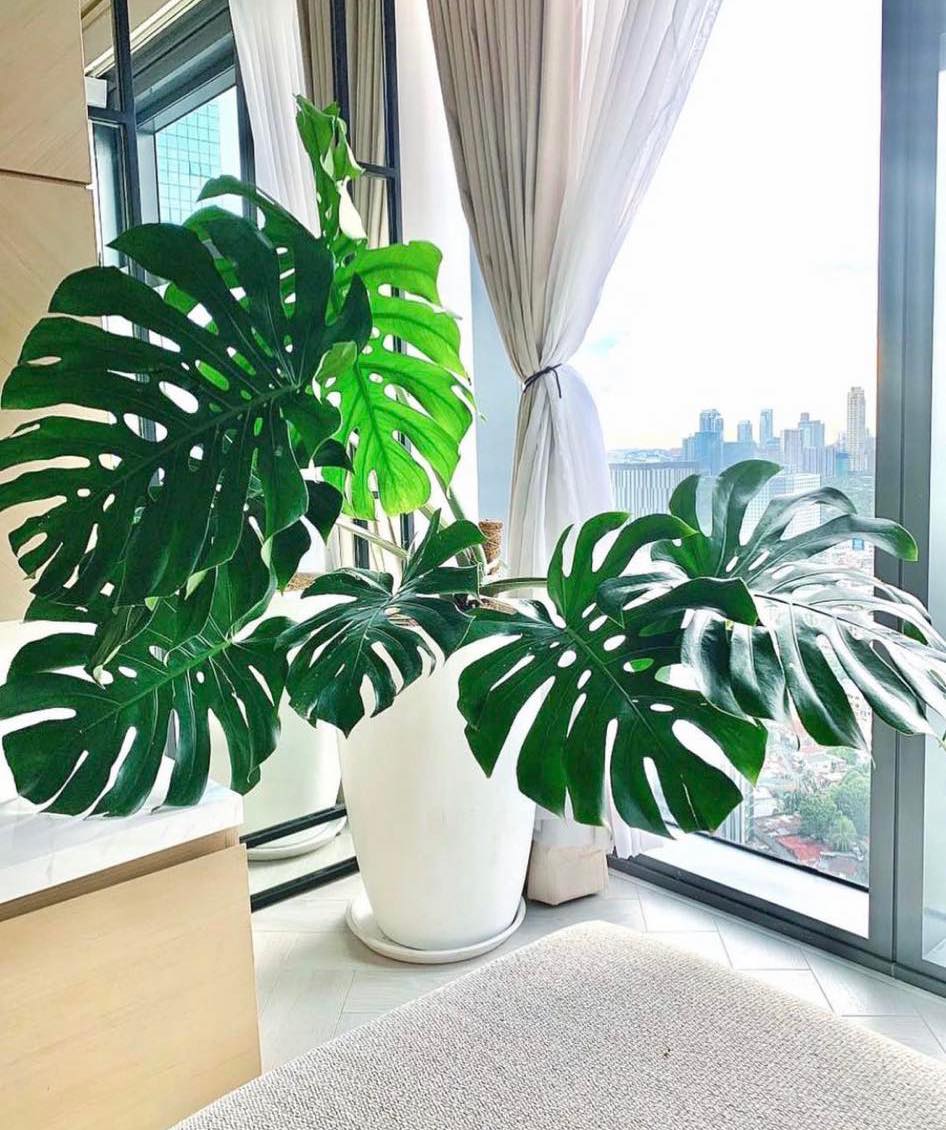 monstera plant philippines price Monstera deliciosa (Swiss Cheese Plant) – Pots For Plants