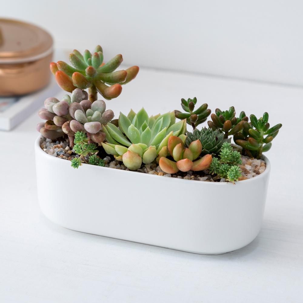 Oblong White Porcelain Dish Pot - Pots For Plants