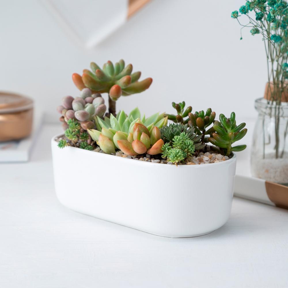 Oblong White Porcelain Dish Pot - Pots For Plants