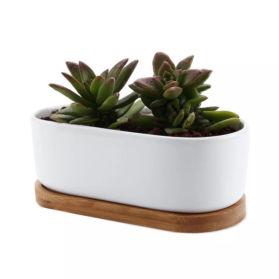 oblong plant pot Oblong White Porcelain Dish Pot – Pots For Plants