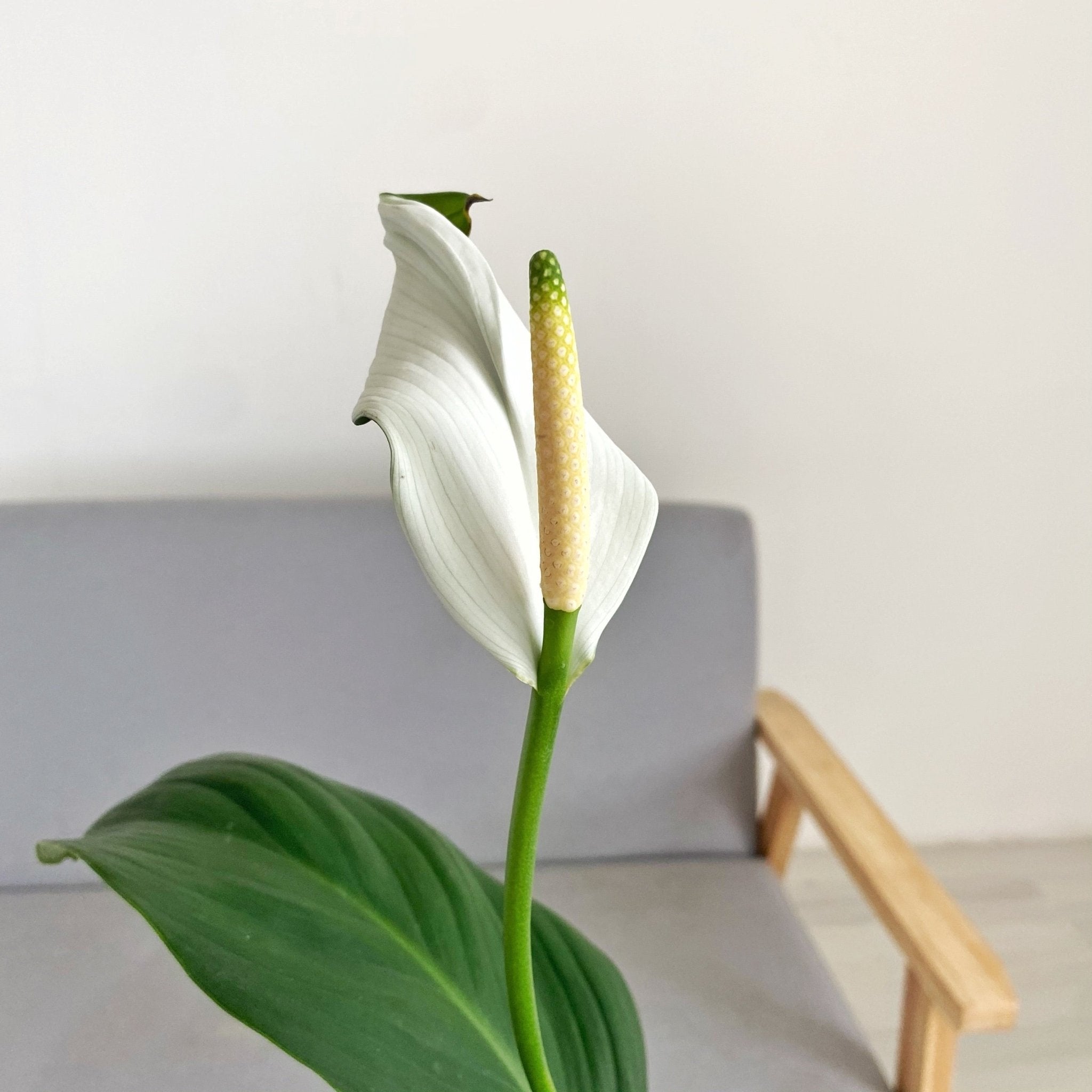 Peace Lily (Spathiphyllum) - Pots For Plants