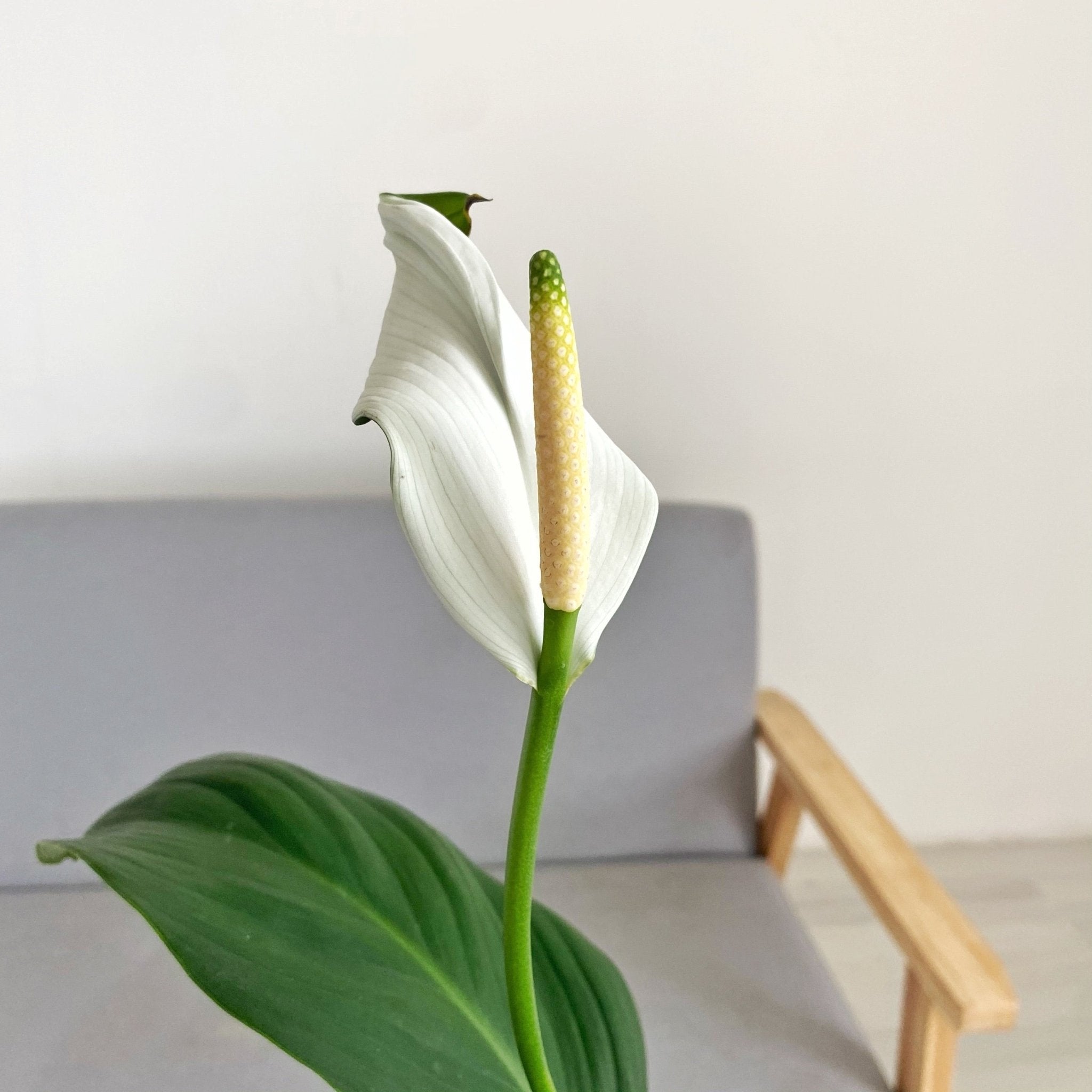 ph for peace lily Peace Lily (Spathiphyllum) – Pots For Plants