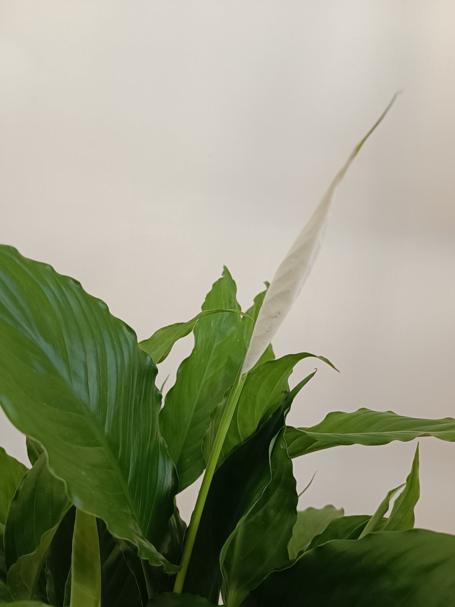 peace lily indoor plants philippines Peace Lily (Spathiphyllum) – Pots For Plants