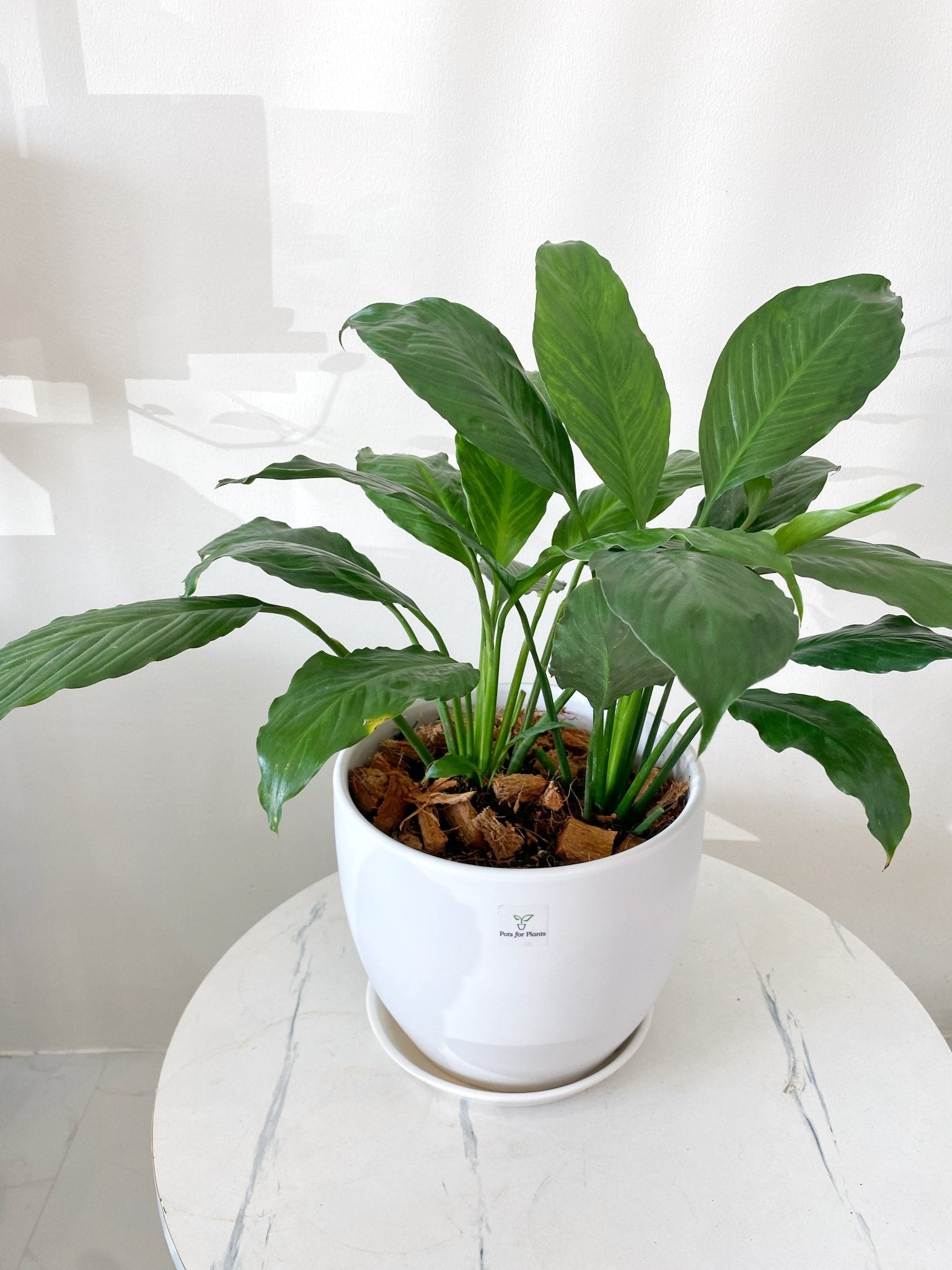 small indoor plants philippines Peace Lily (Spathiphyllum) – Pots For Plants