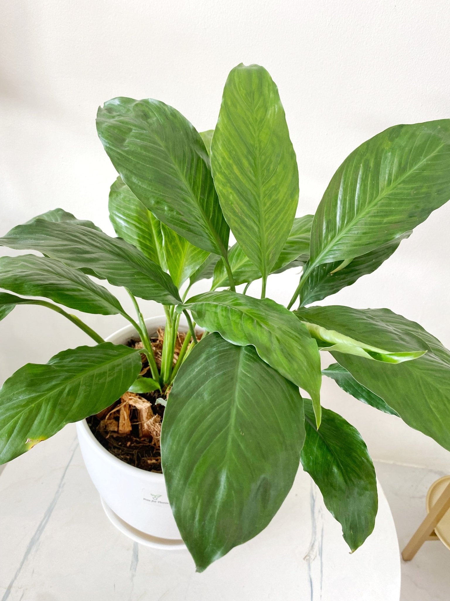 peace lily ph Peace Lily (Spathiphyllum) – Pots For Plants