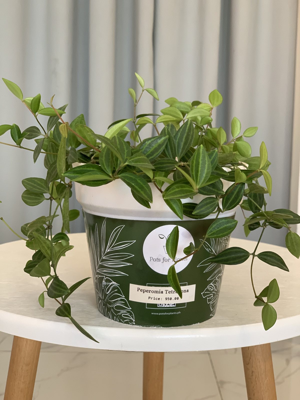 Peperomia Tetragona - Pots For Plants