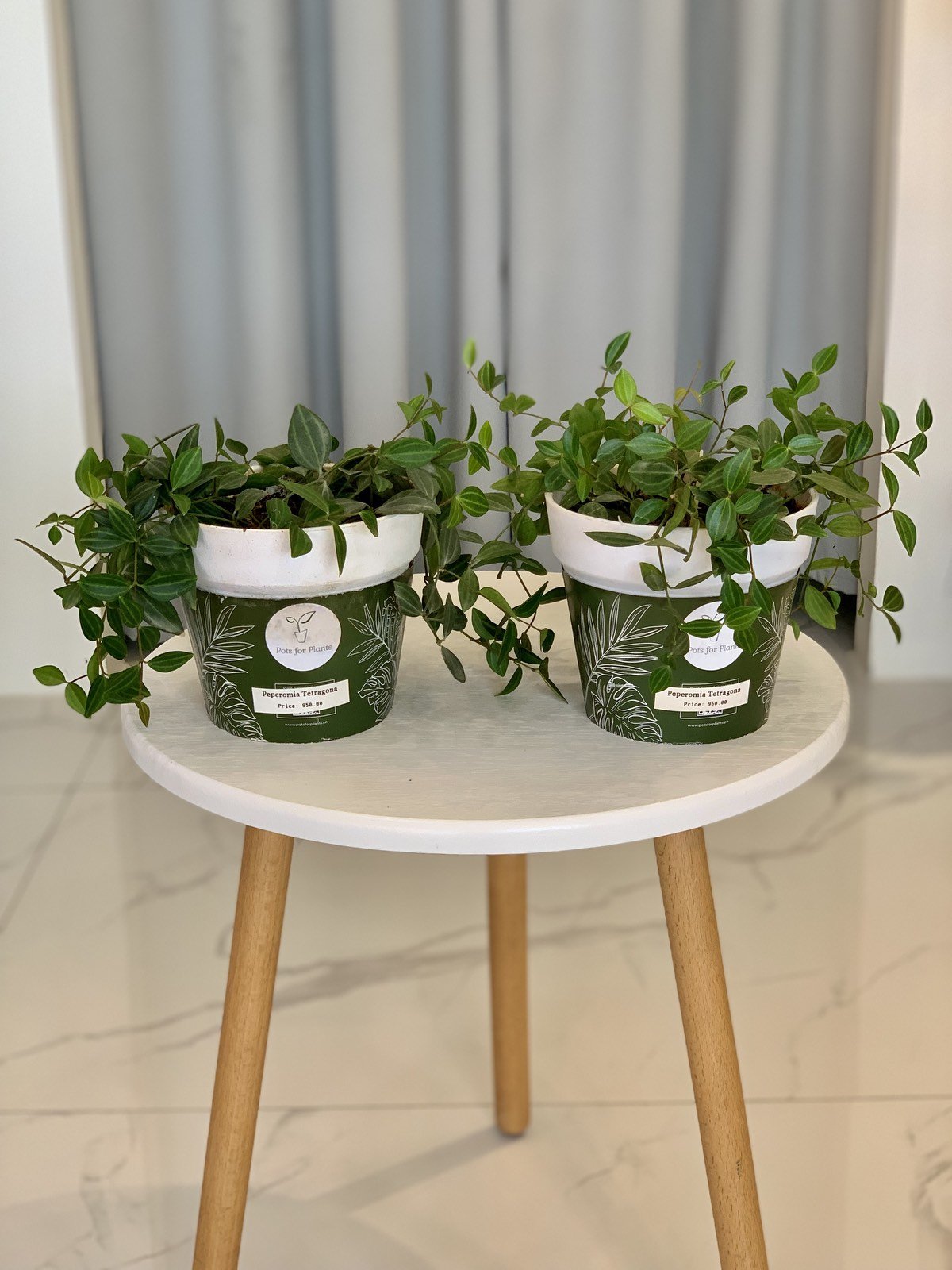 Peperomia Tetragona - Pots For Plants