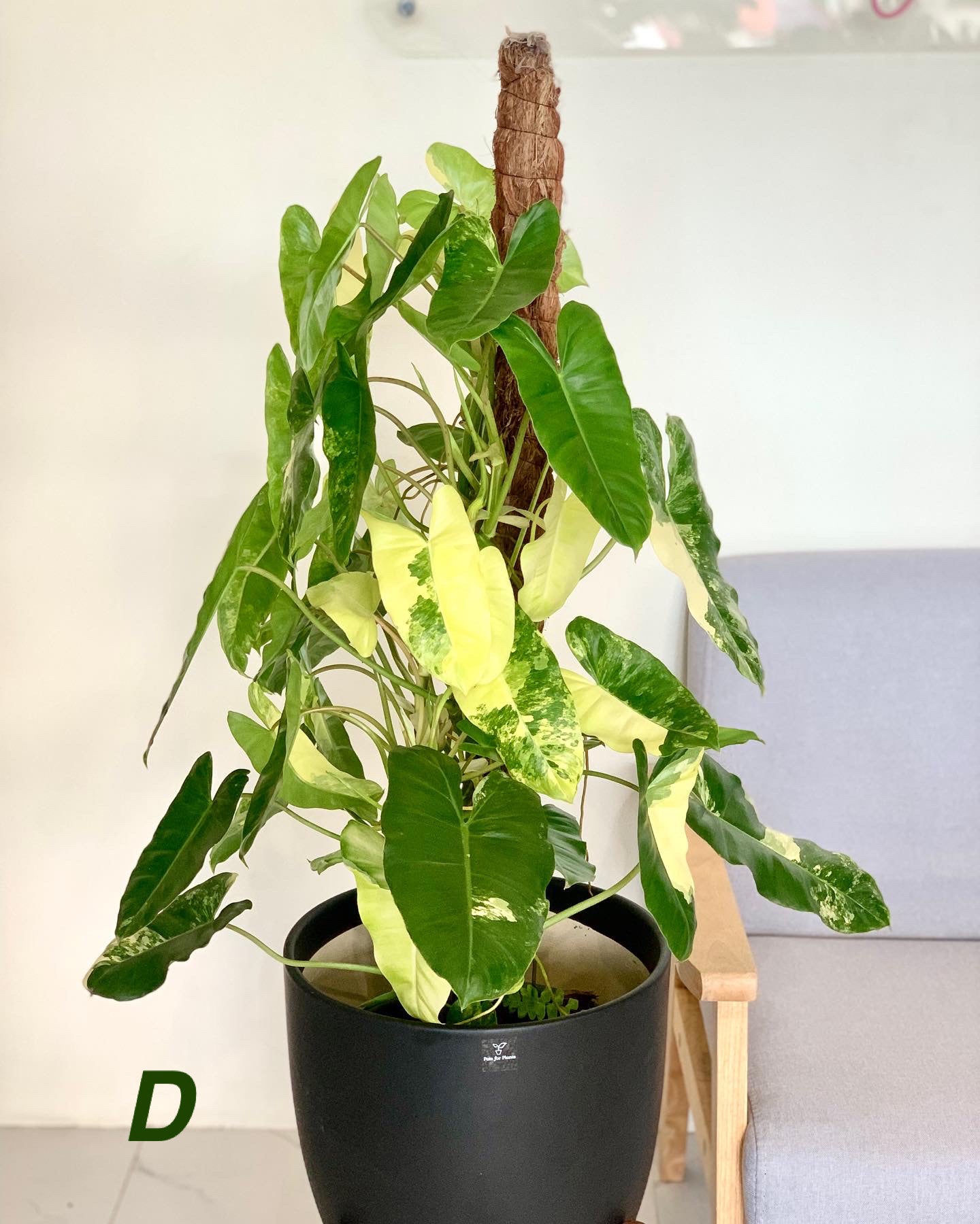 burle marx philodendron variegated Philodendron Burle Marx Variegated – Pots For Plants