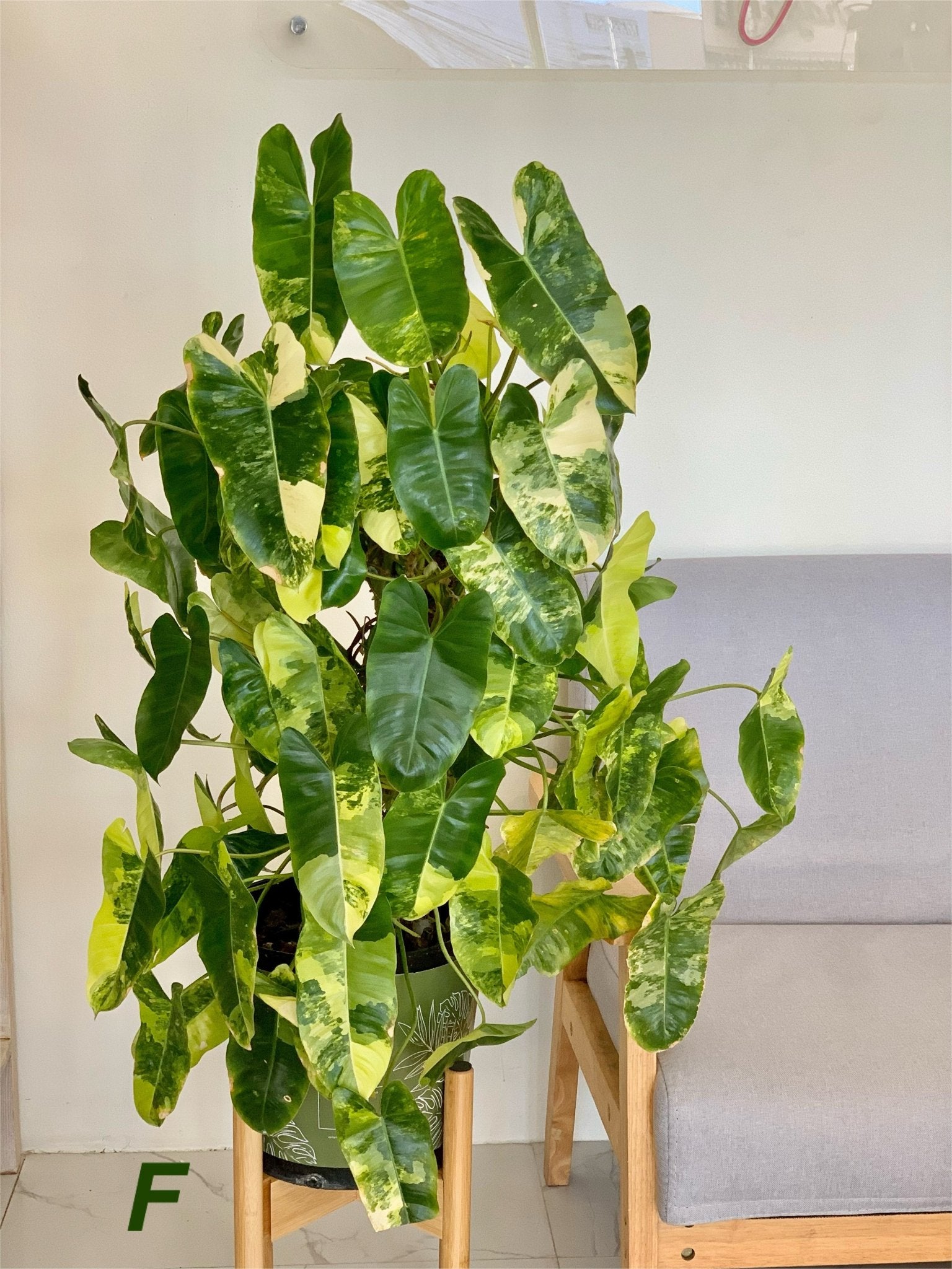 Philodendron Burle Marx Variegated - Pots For Plants