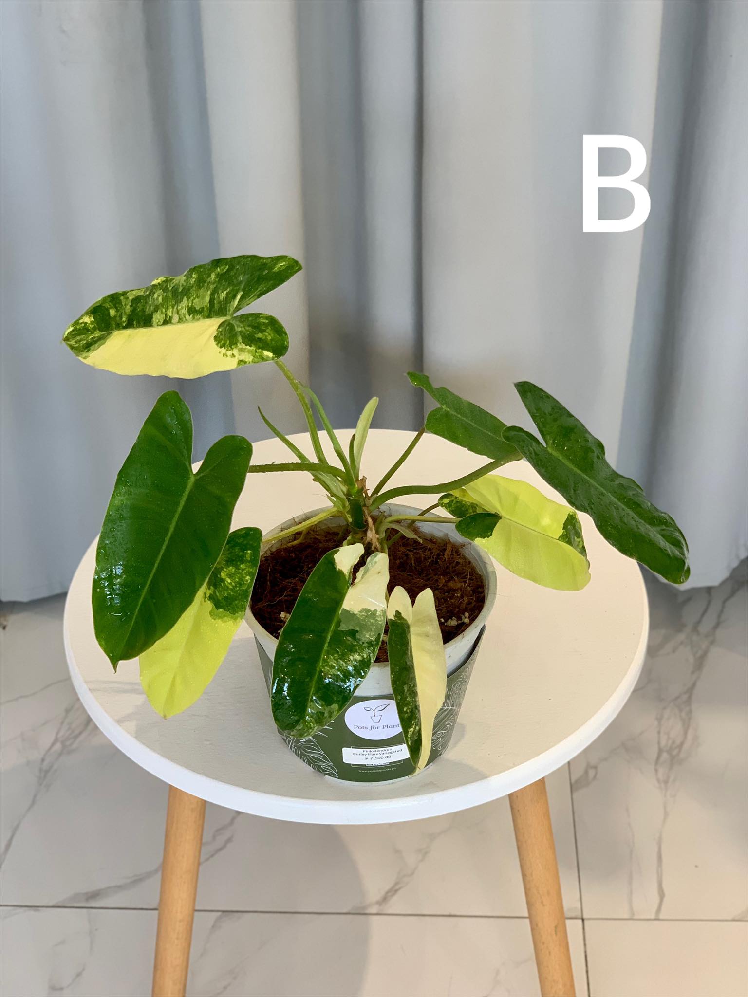 philodendron burle marx price philippines Philodendron Burle Marx Variegated – Pots For Plants