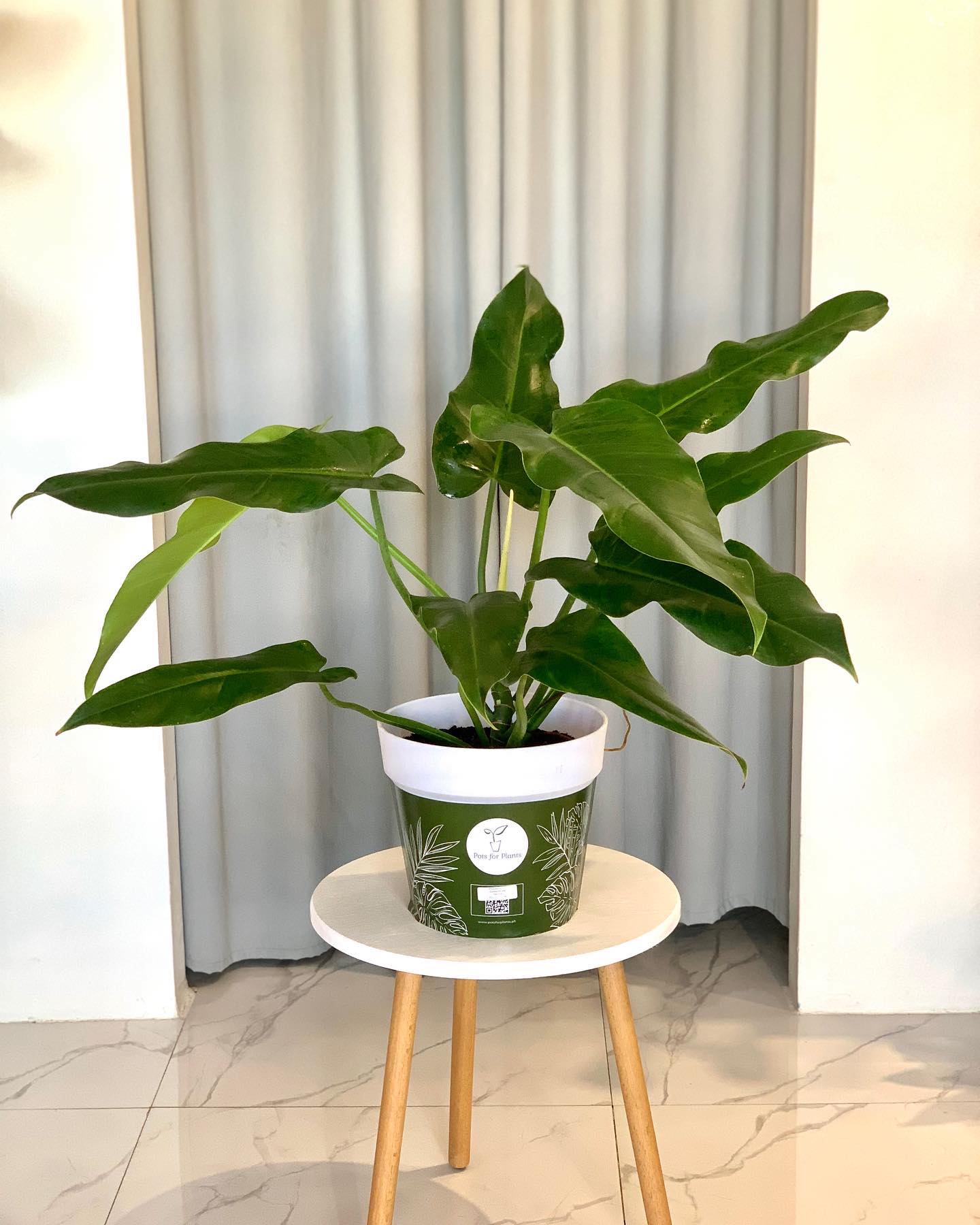 Philodendron Domesticum Narrow - Pots For Plants