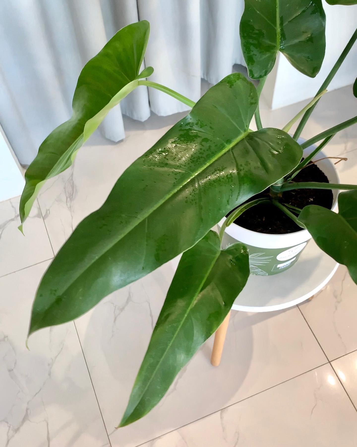 Philodendron Domesticum Narrow - Pots For Plants