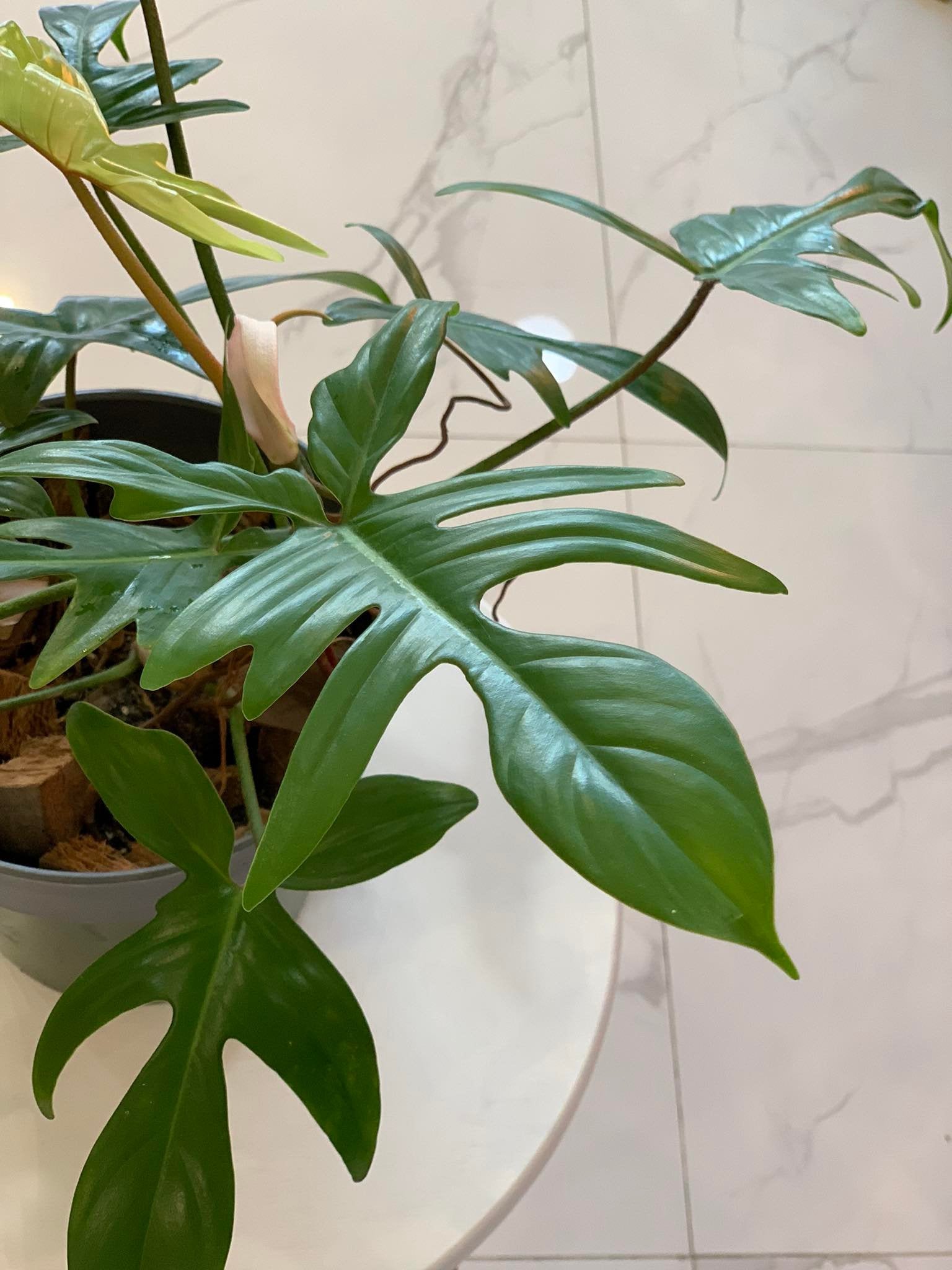 Philodendron Florida Ghost - Pots For Plants