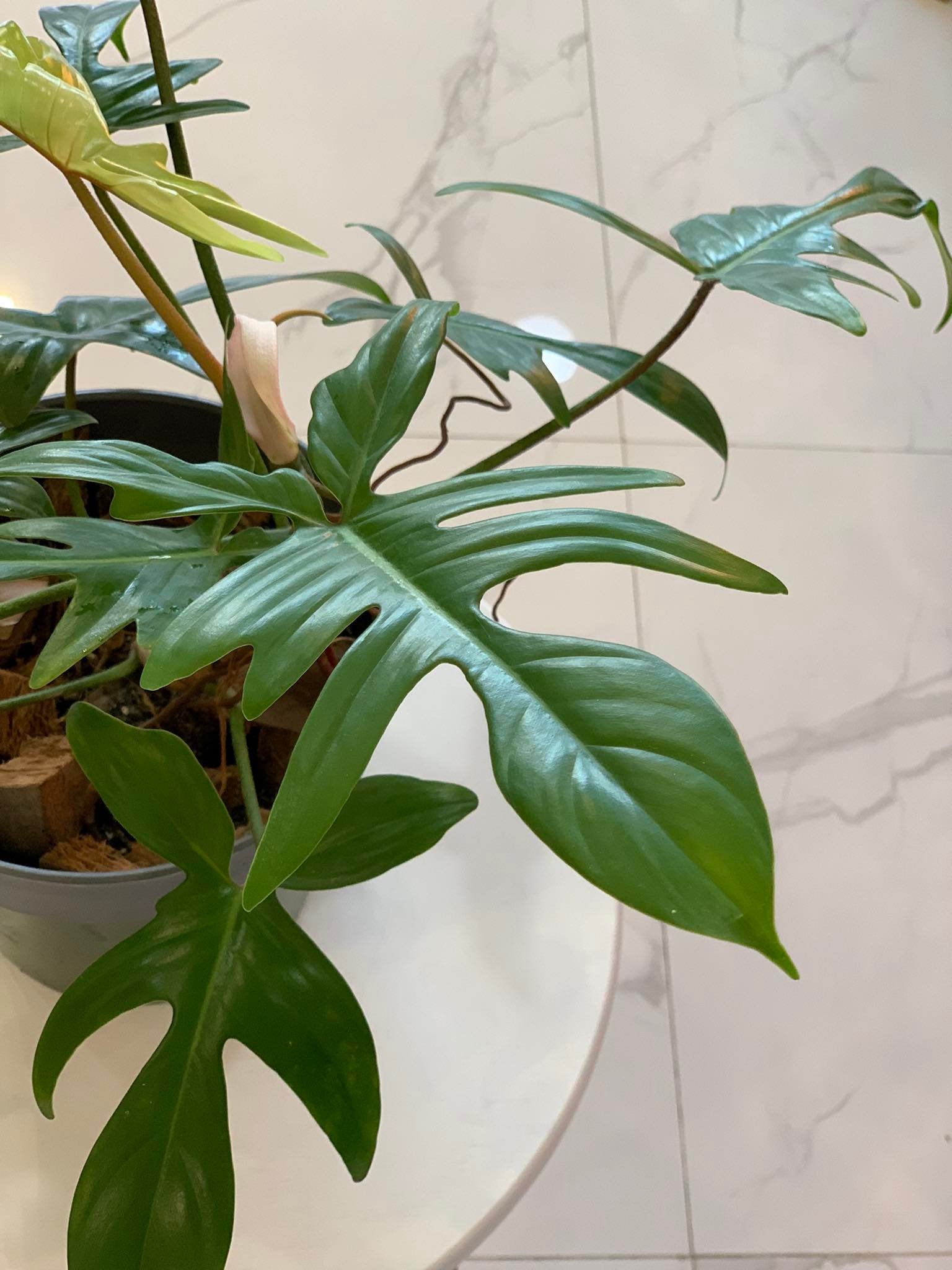 philodendron pedatum vs florida ghost Philodendron Florida Ghost – Pots For Plants