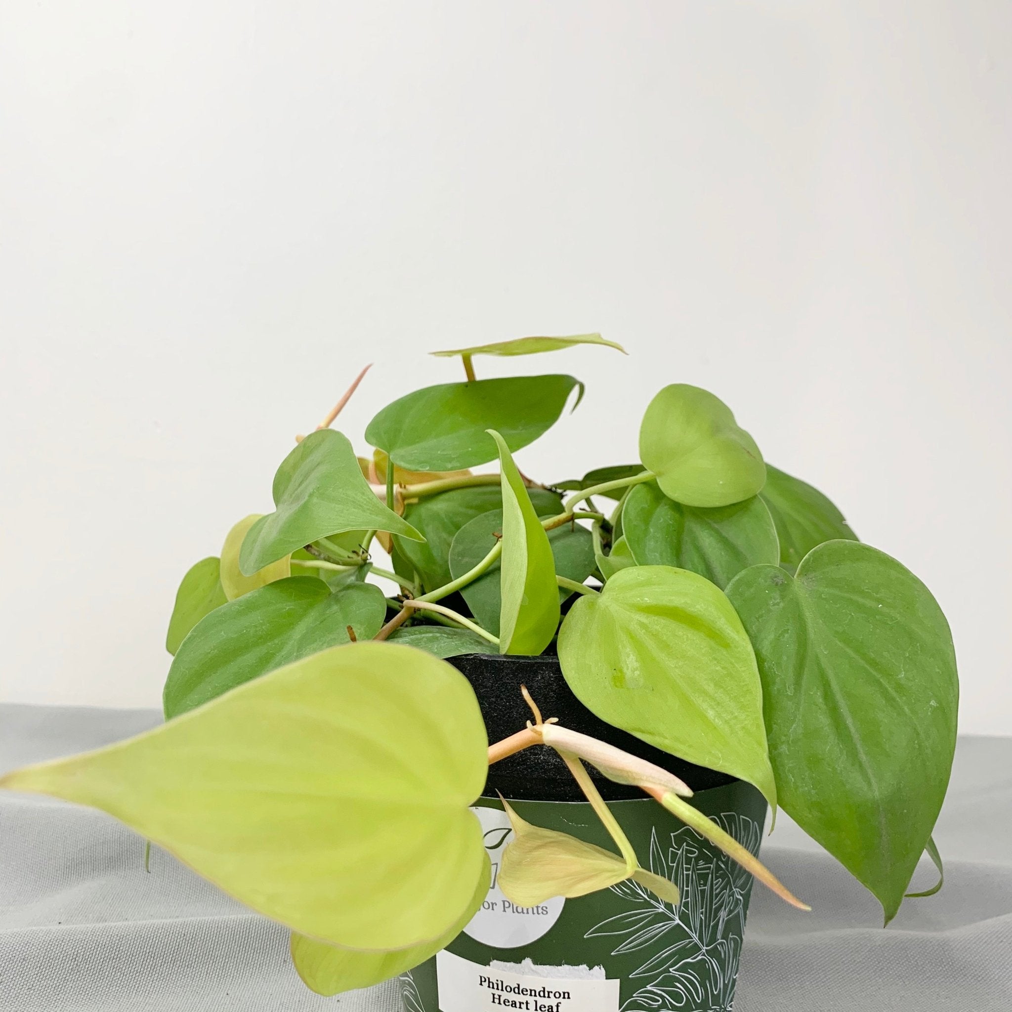 Philodendron Heart Leaf - Pots For Plants