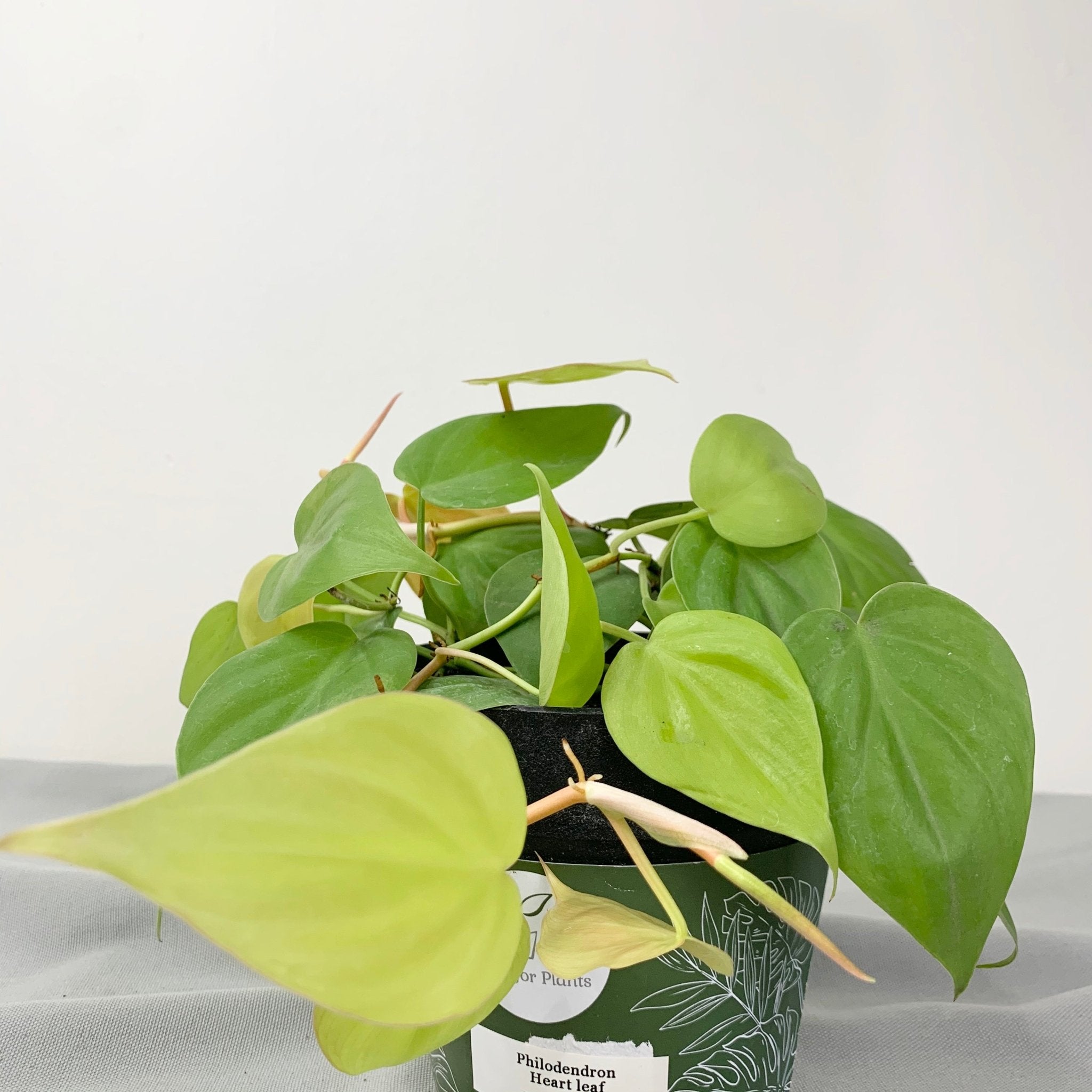 lime heart leaf philodendron Philodendron Heart Leaf – Pots For Plants