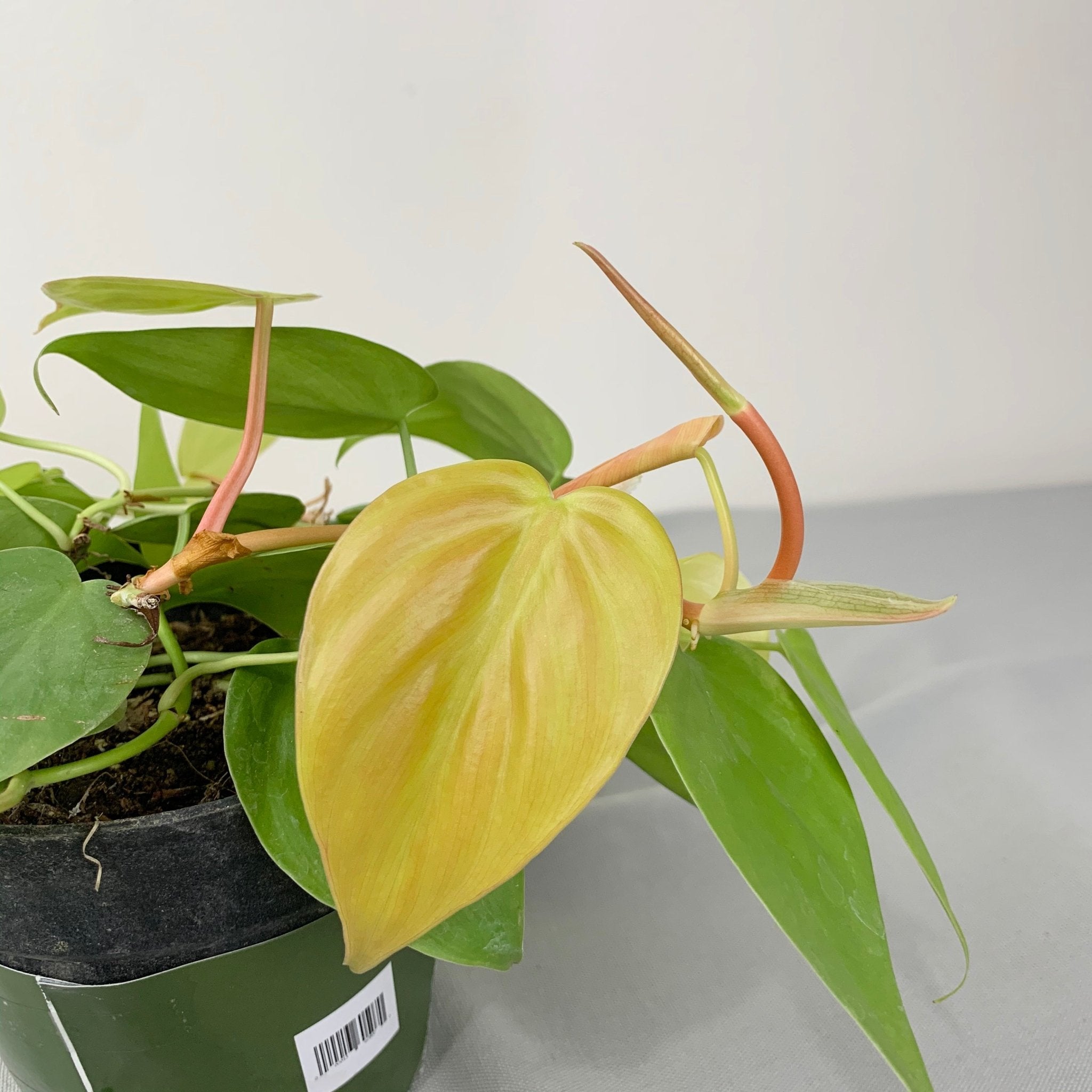 pink heart leaf philodendron Philodendron Heart Leaf – Pots For Plants