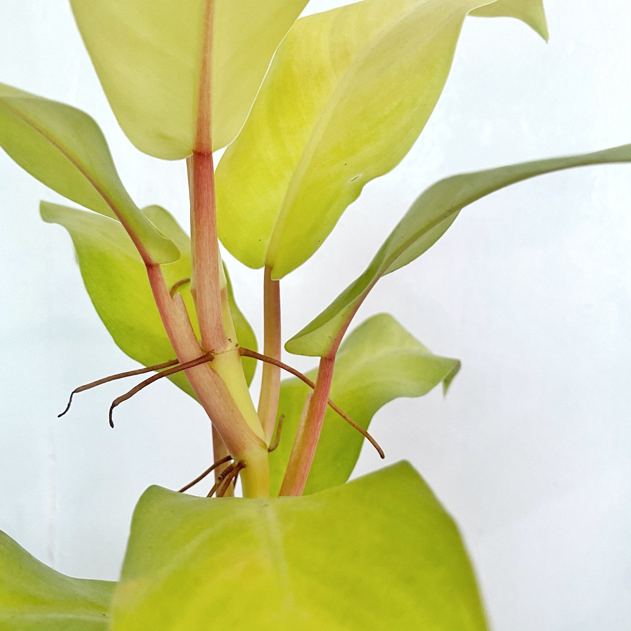 lemon lime philodendron cordatum Philodendron Lemon Lime (Philodendron cordatum) – Pots For Plants