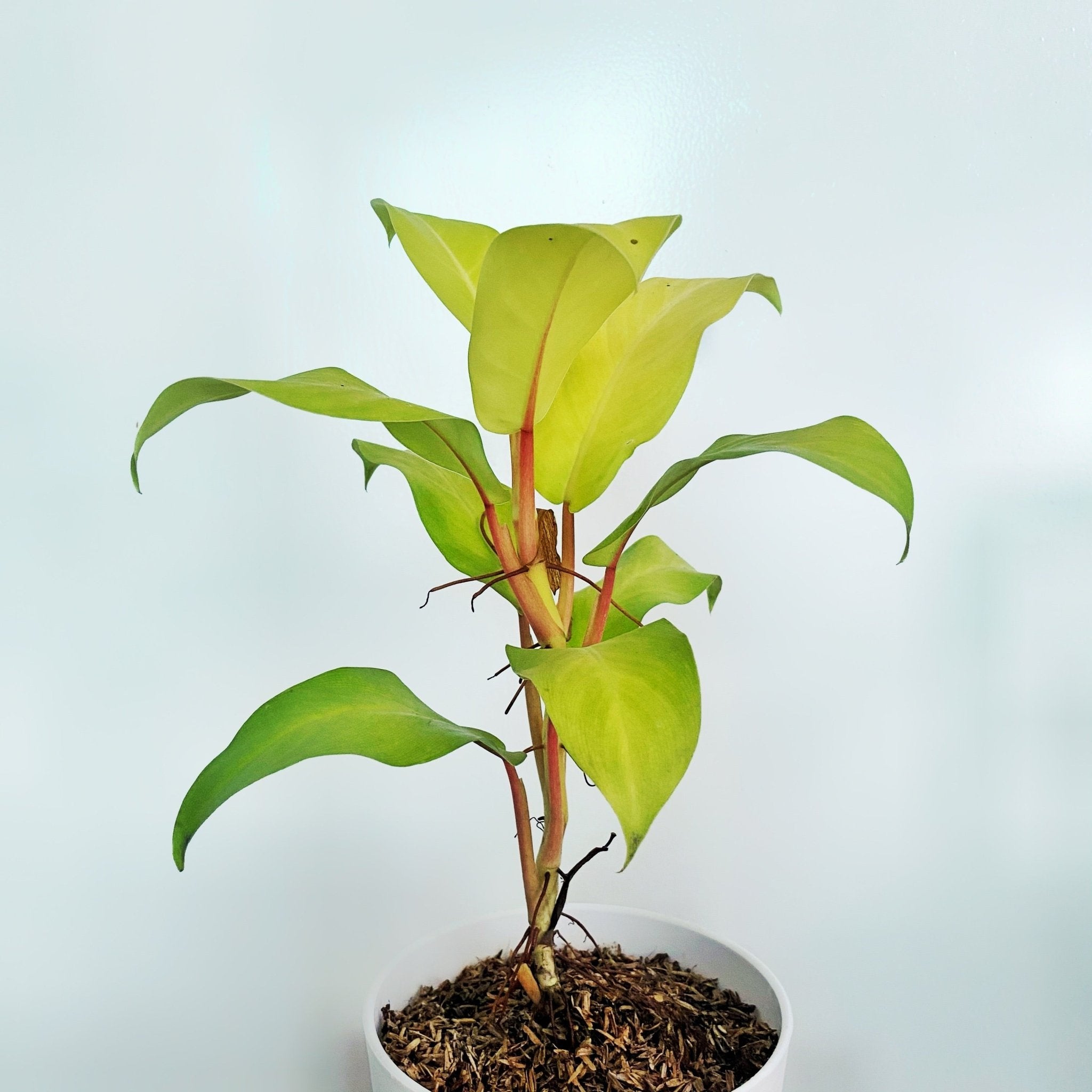 philodendron cordatum lemon Philodendron Lemon Lime (Philodendron cordatum) – Pots For Plants