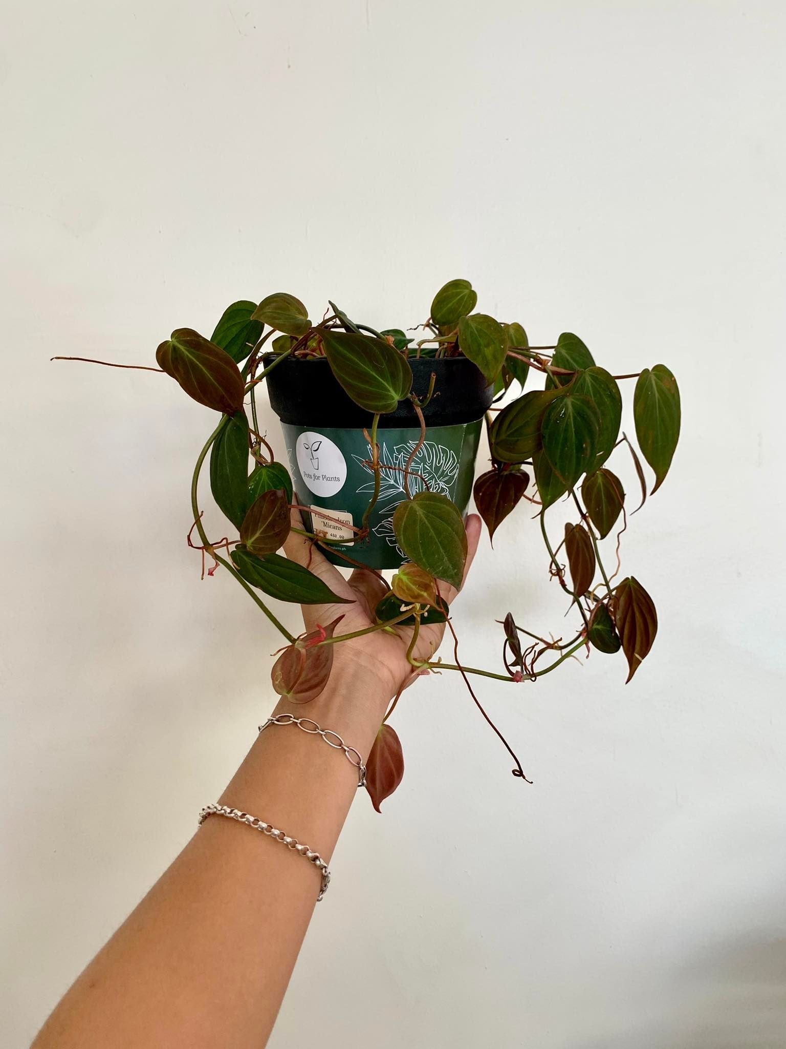 Philodendron Micans - Pots For Plants