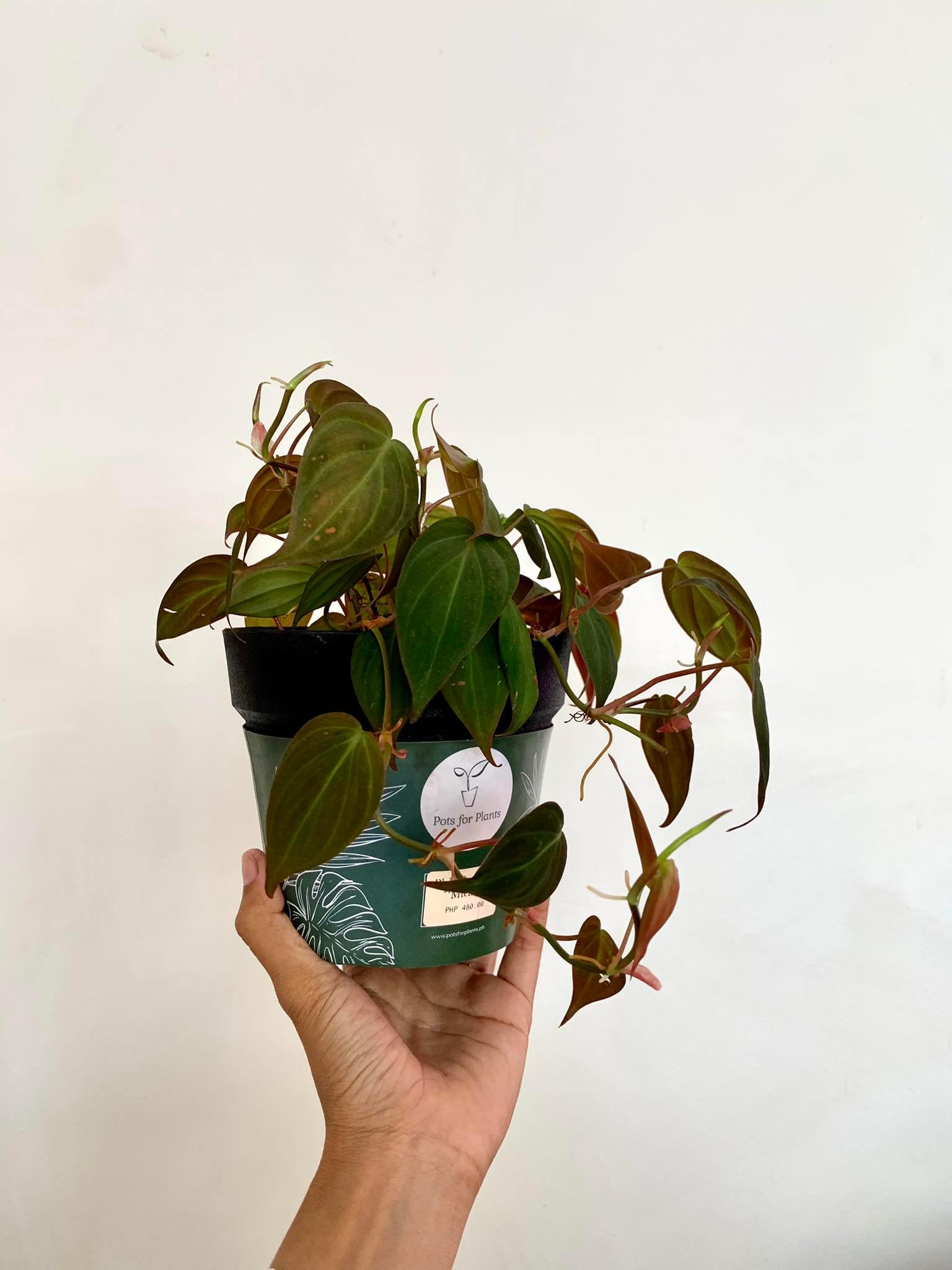 Philodendron Micans - Pots For Plants