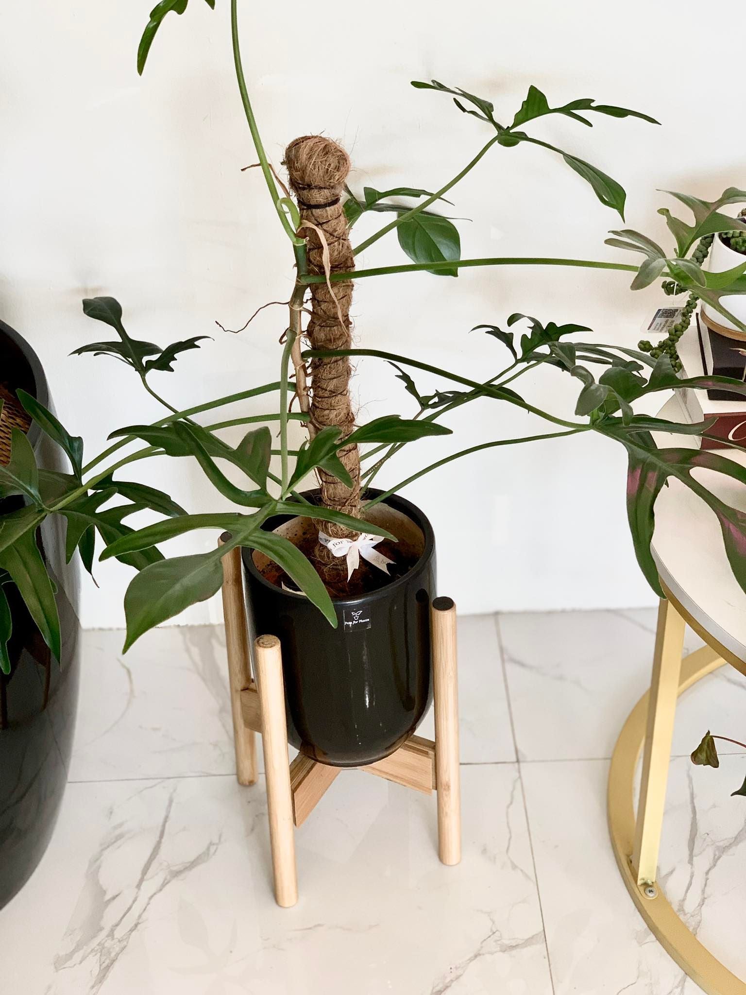 Philodendron quercifolium - Pots For Plants