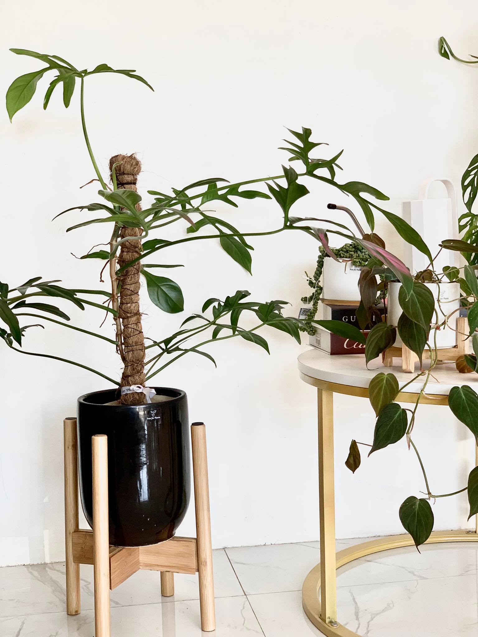 philodendron quercifolium Philodendron quercifolium – Pots For Plants