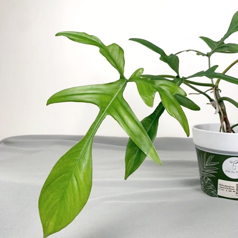 philodendron quercifolium Philodendron quercifolium – Pots For Plants