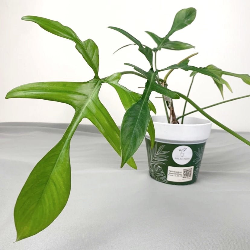 Philodendron quercifolium - Pots For Plants