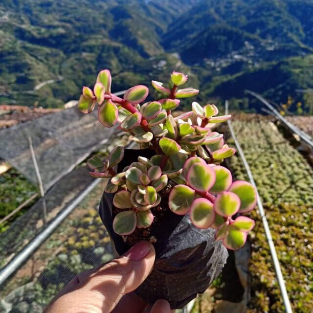 jade plant for sale philippines Pink Jadelet Succulent – Pots For Plants