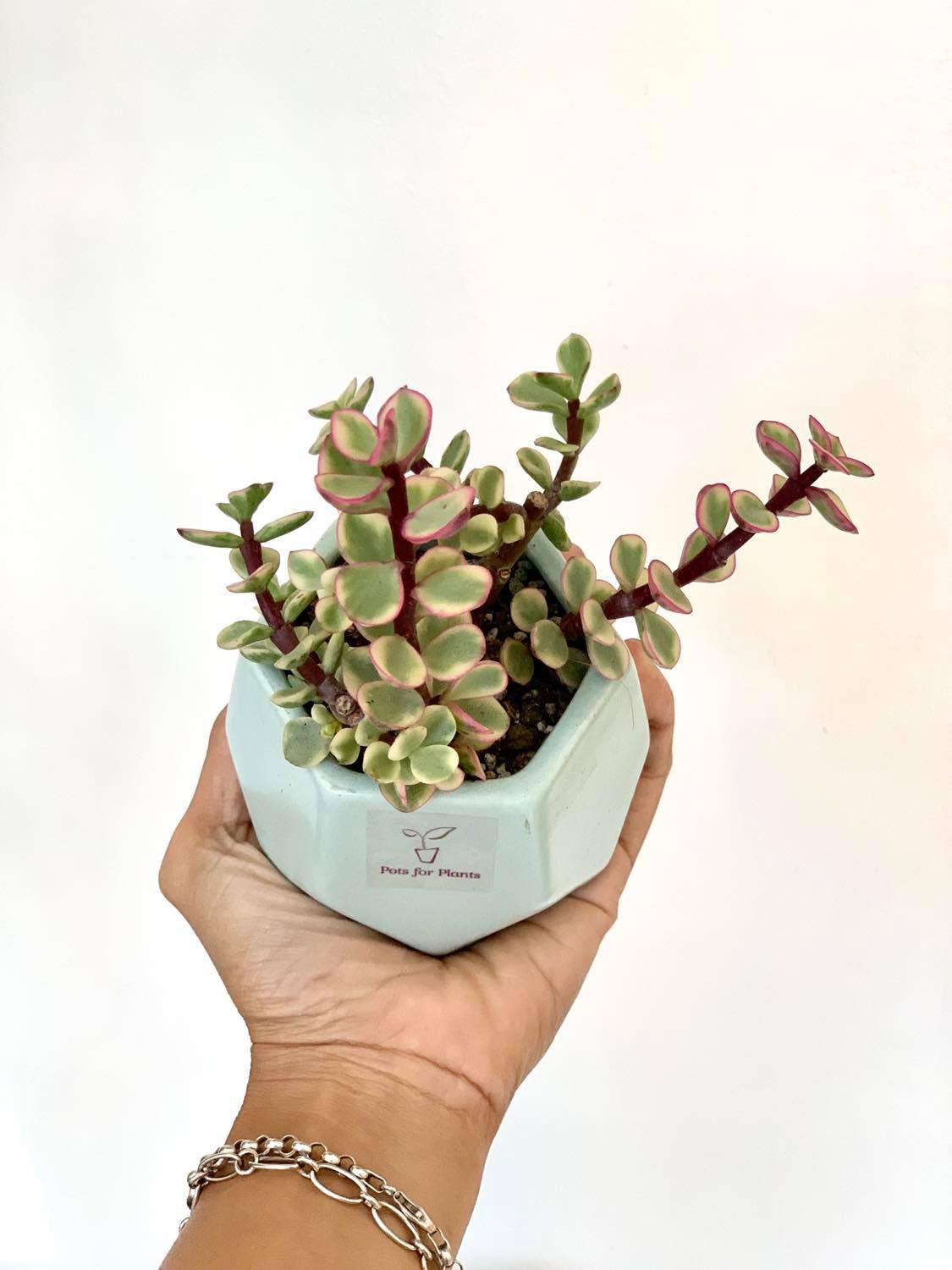 Pink Jadelet Succulent - Pots For Plants