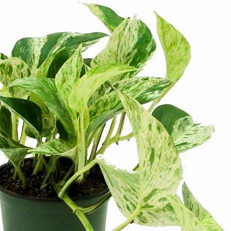 Pothos Plants (Epipremnum aureum) - Pots For Plants