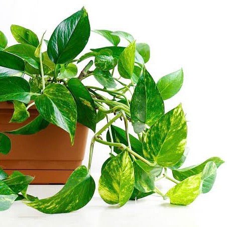 pothos plant price philippines Pothos Plants – Pots For Plants