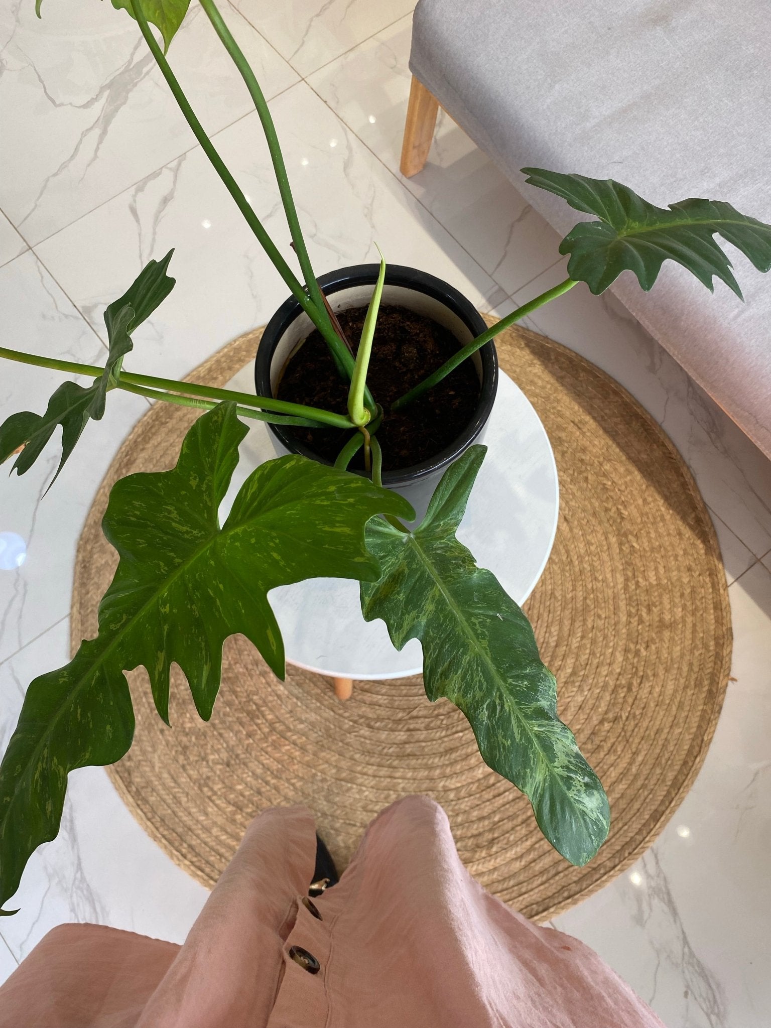 philodendron lime fiddle vs golden dragon Potted Philodendron Golden Dragon – Pots For Plants